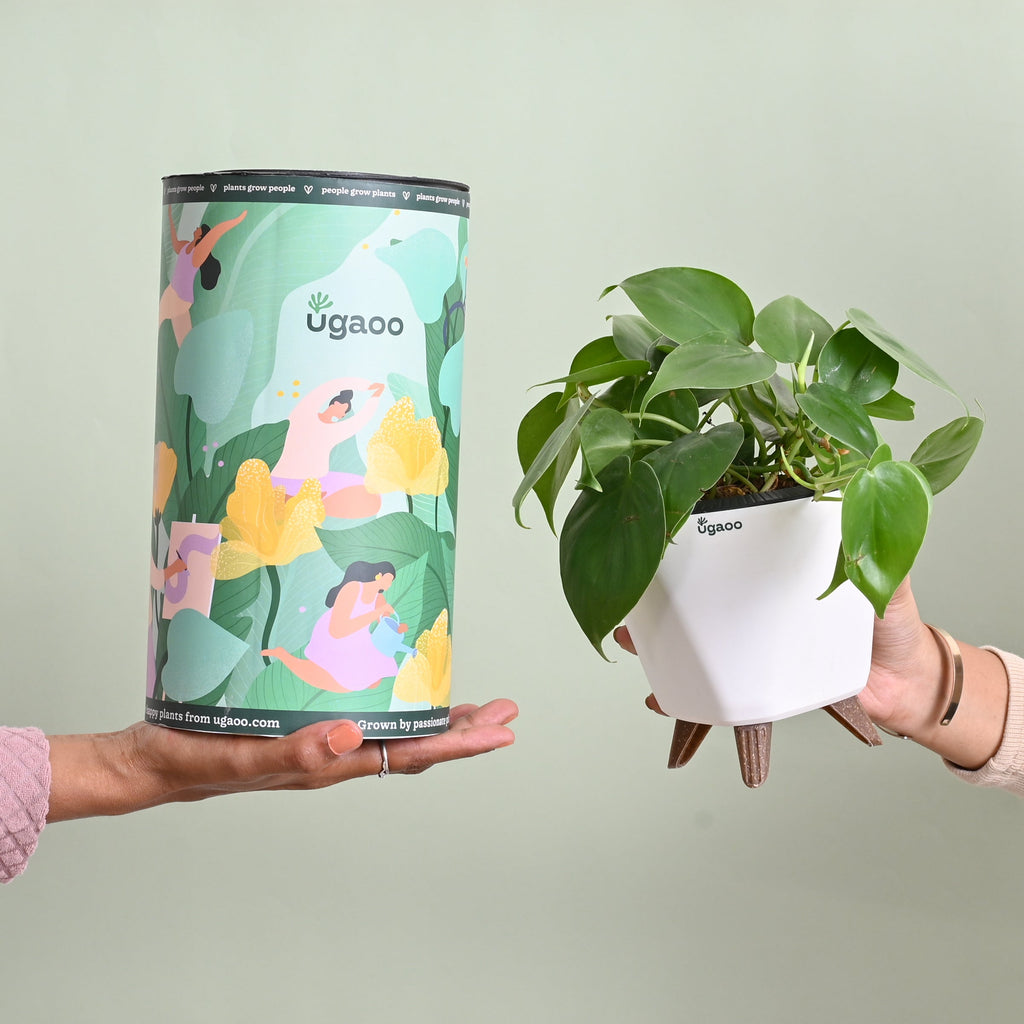 Oxycardium Green Plant Gift for Women's Day