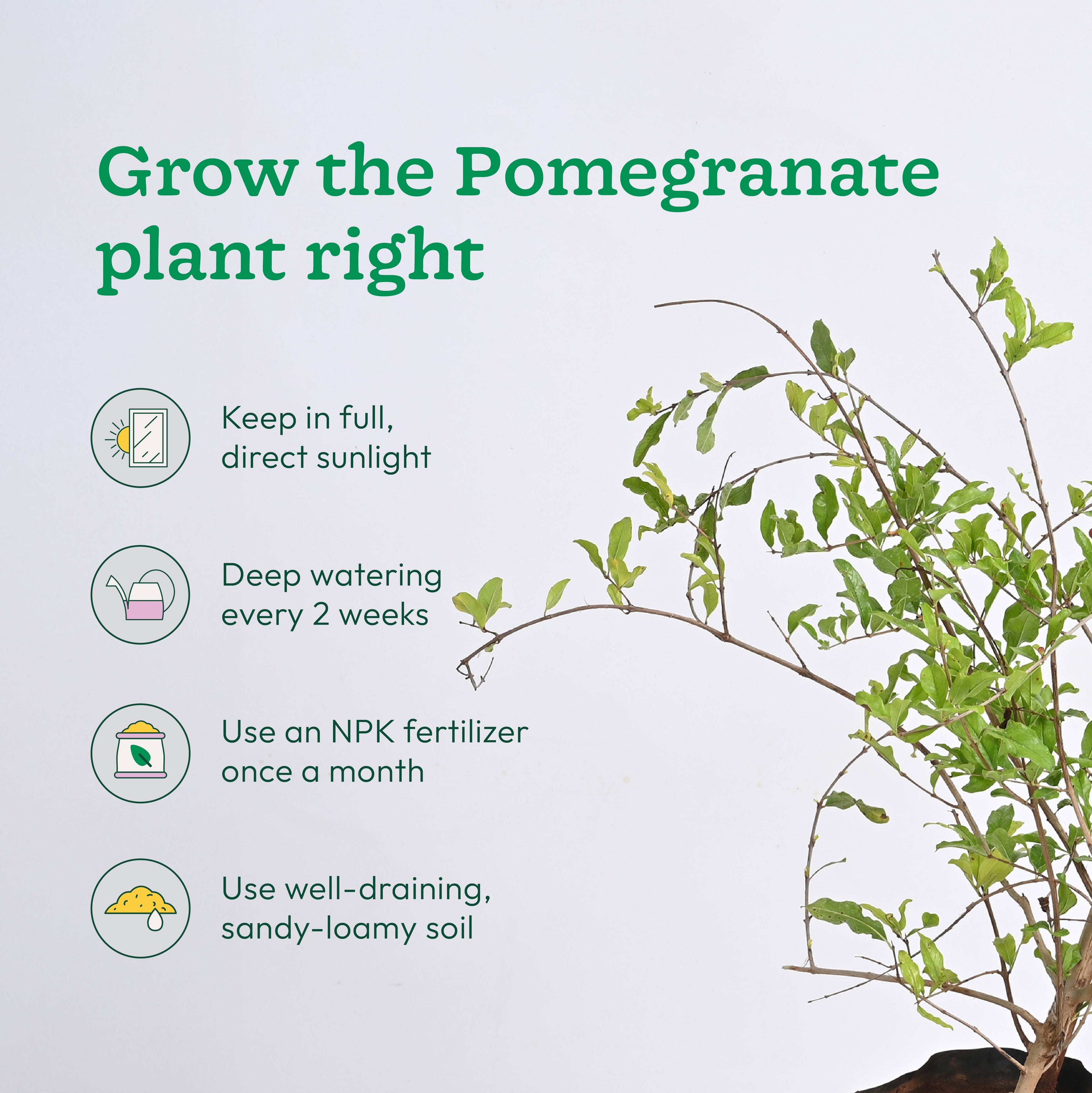 Pomegranate, Lemon, Guava - Combo of 3 Fruit Plants