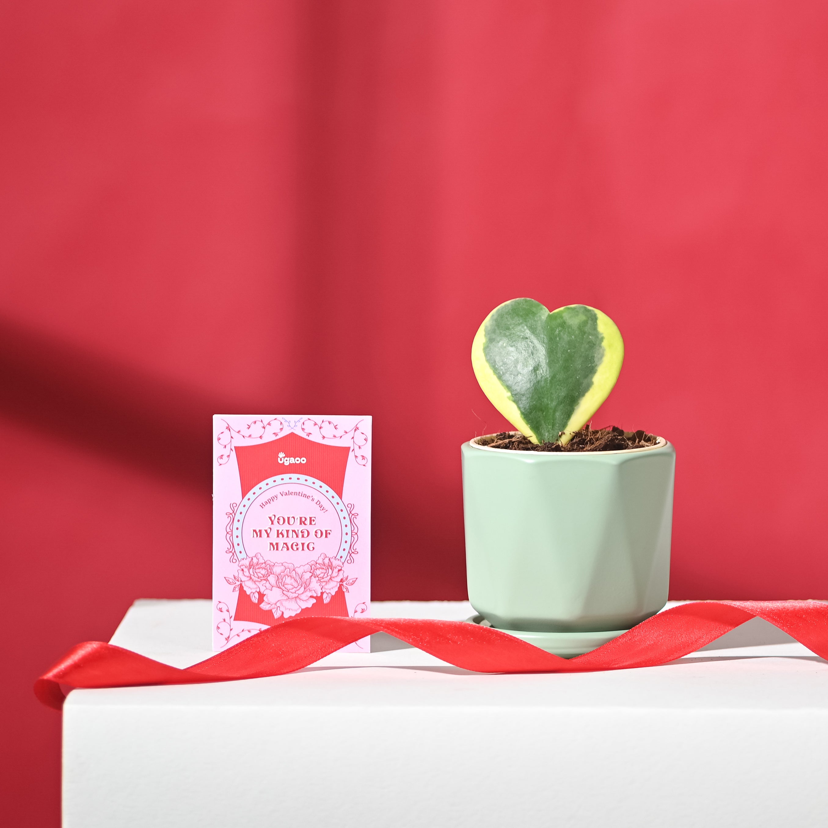 Heart Hoya Variegated with Diamond Mint