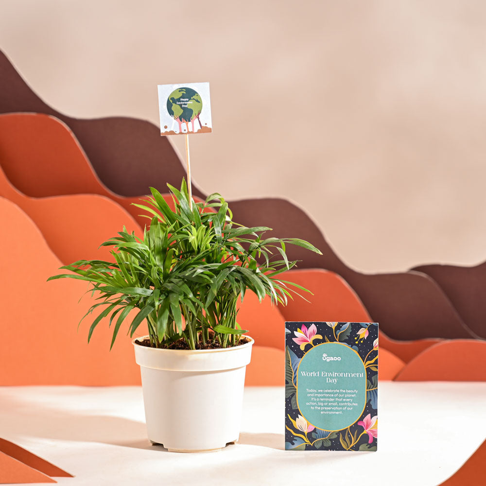 Bamboo Palm Plant For Environment Day Gifting