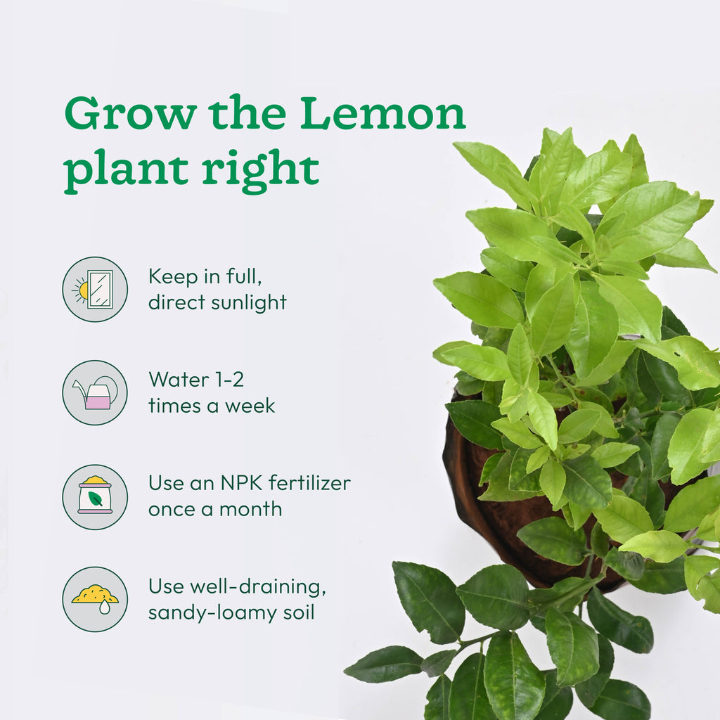 Pomegranate and Lemon Plant Combo