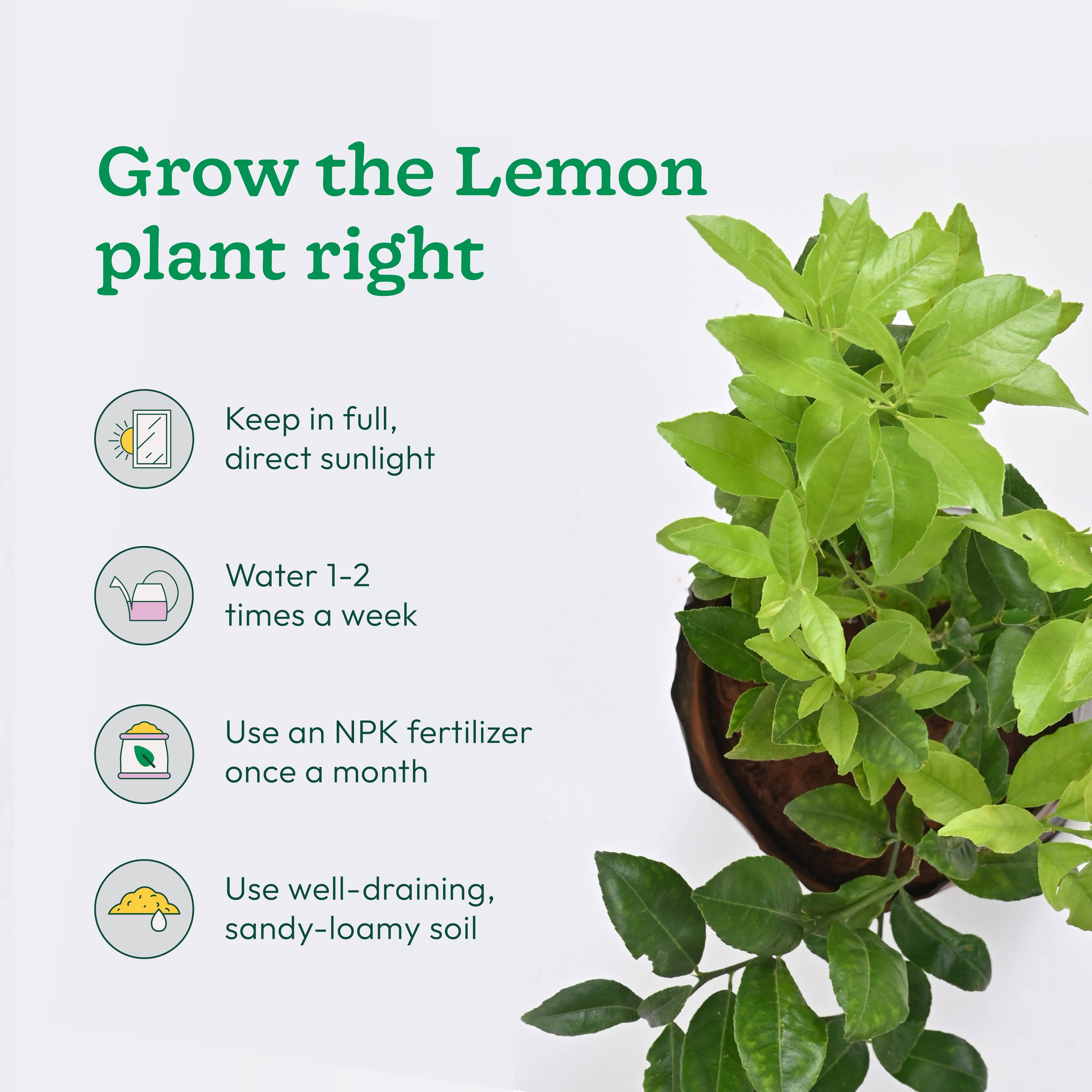 Pomegranate and Lemon Plant Combo