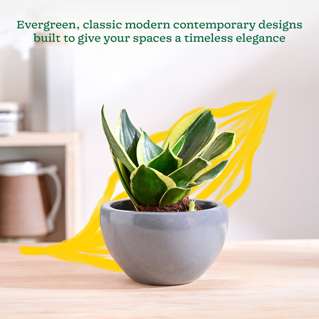 Nature's Hum Fat Ceramic Planter