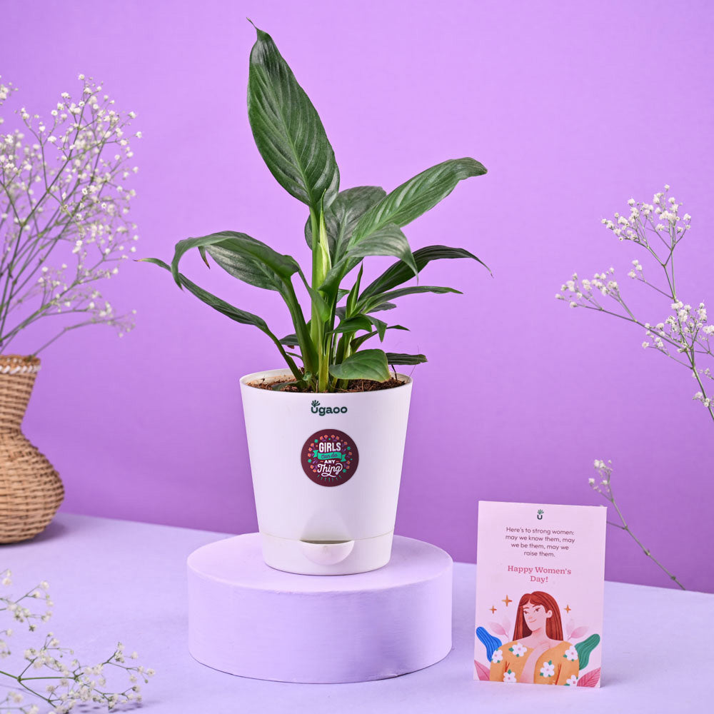 Peace Lily Women's Day Gift