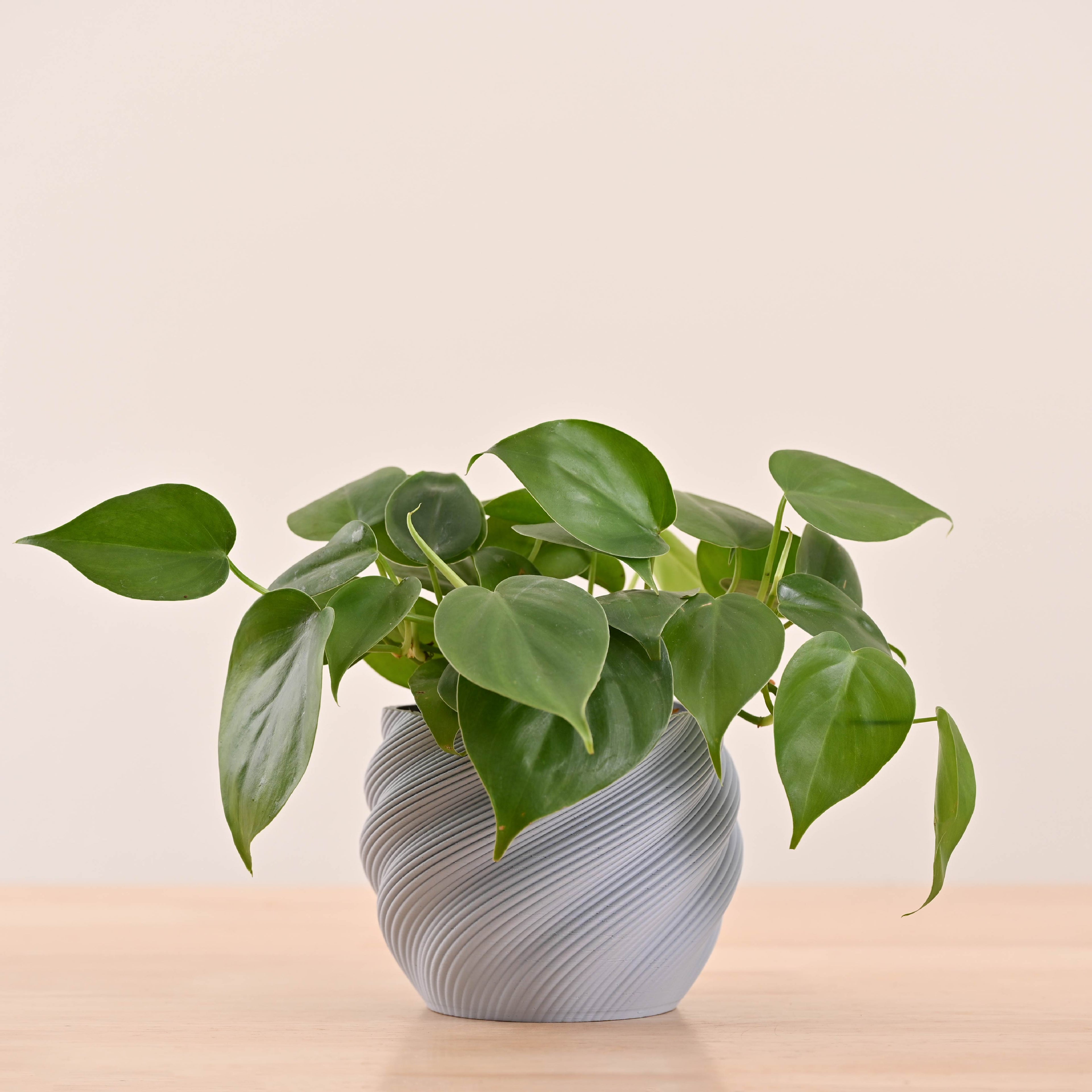 Imperia Planter