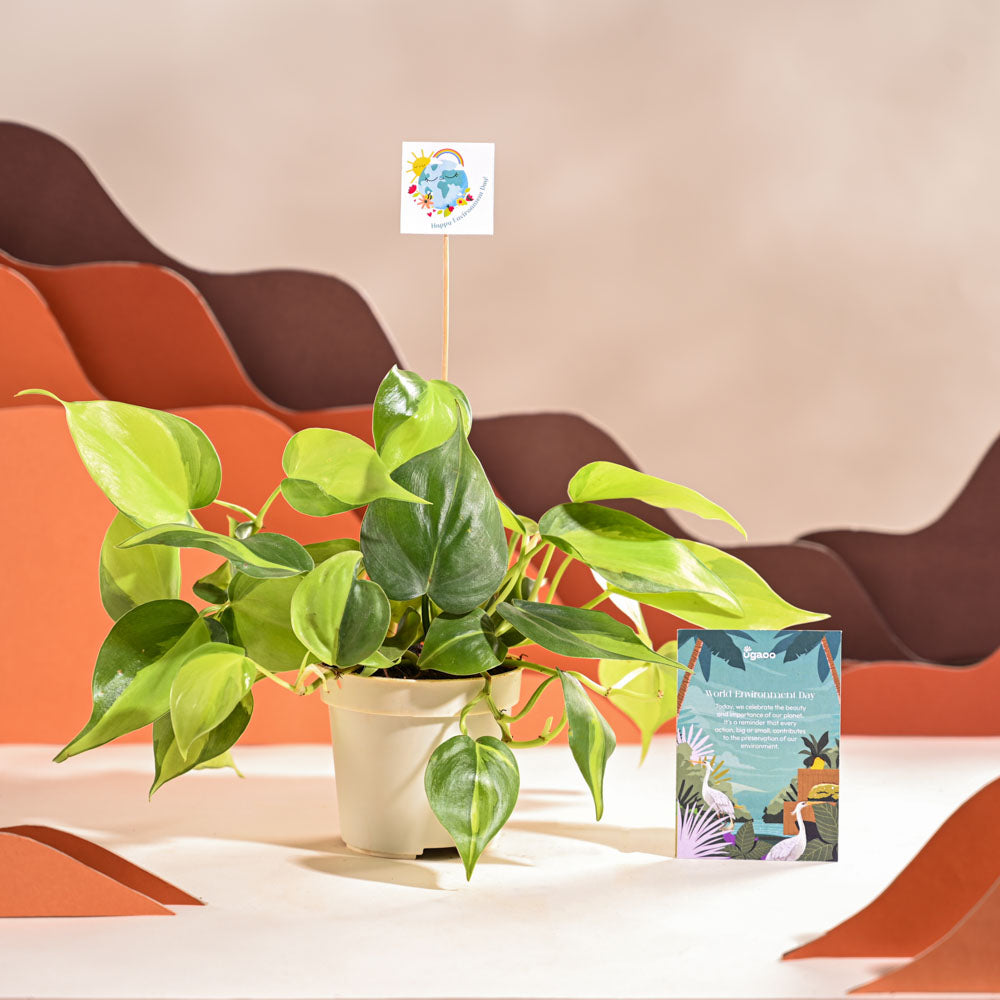 Philodendron Brasil Plant For Environment Day Gifting