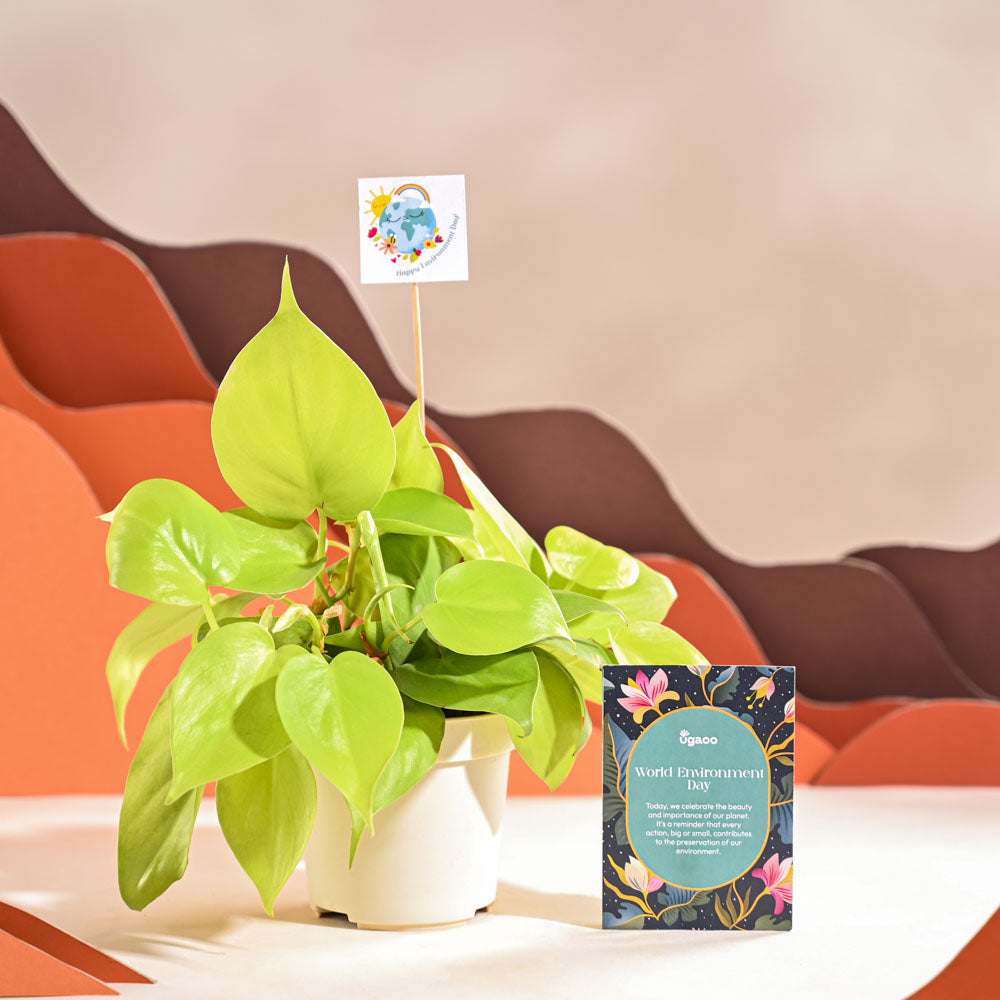 Philodendron Oxycardium Golden Plant For Environment Day Gifting