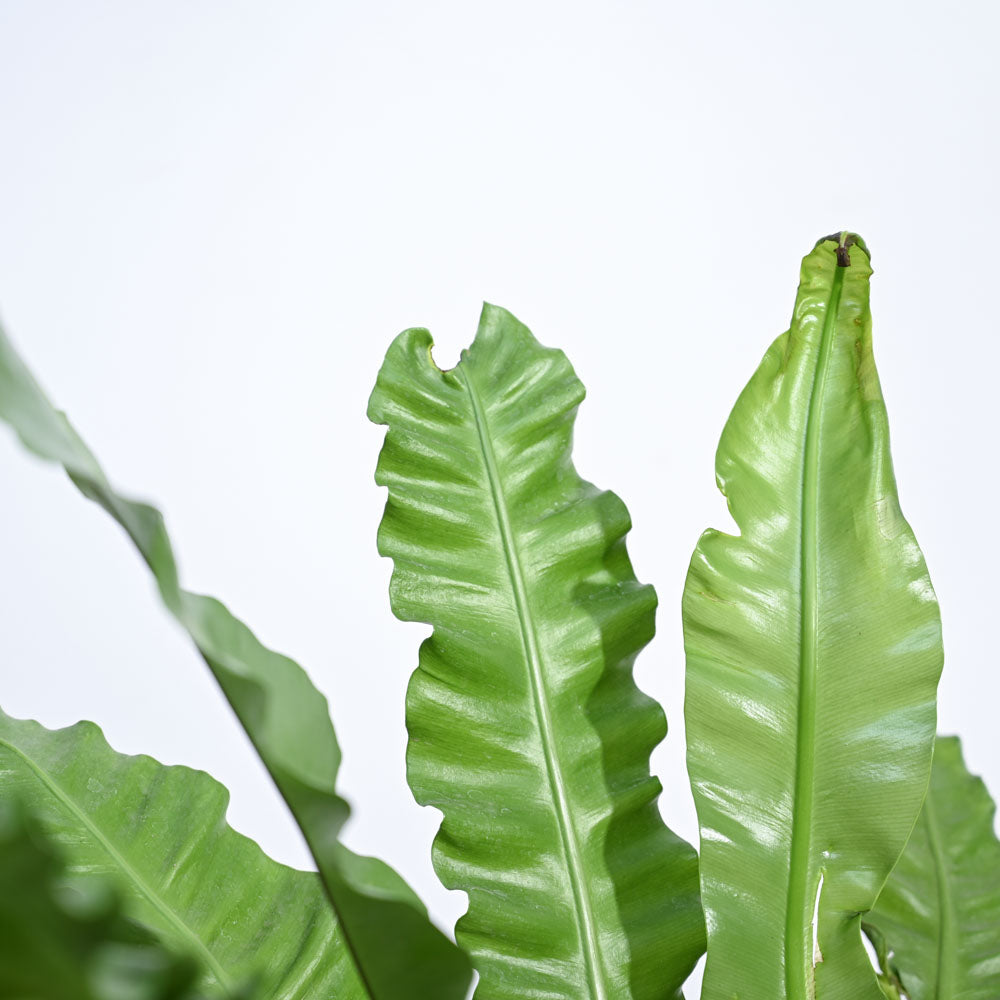 Bird's Nest Fern XL