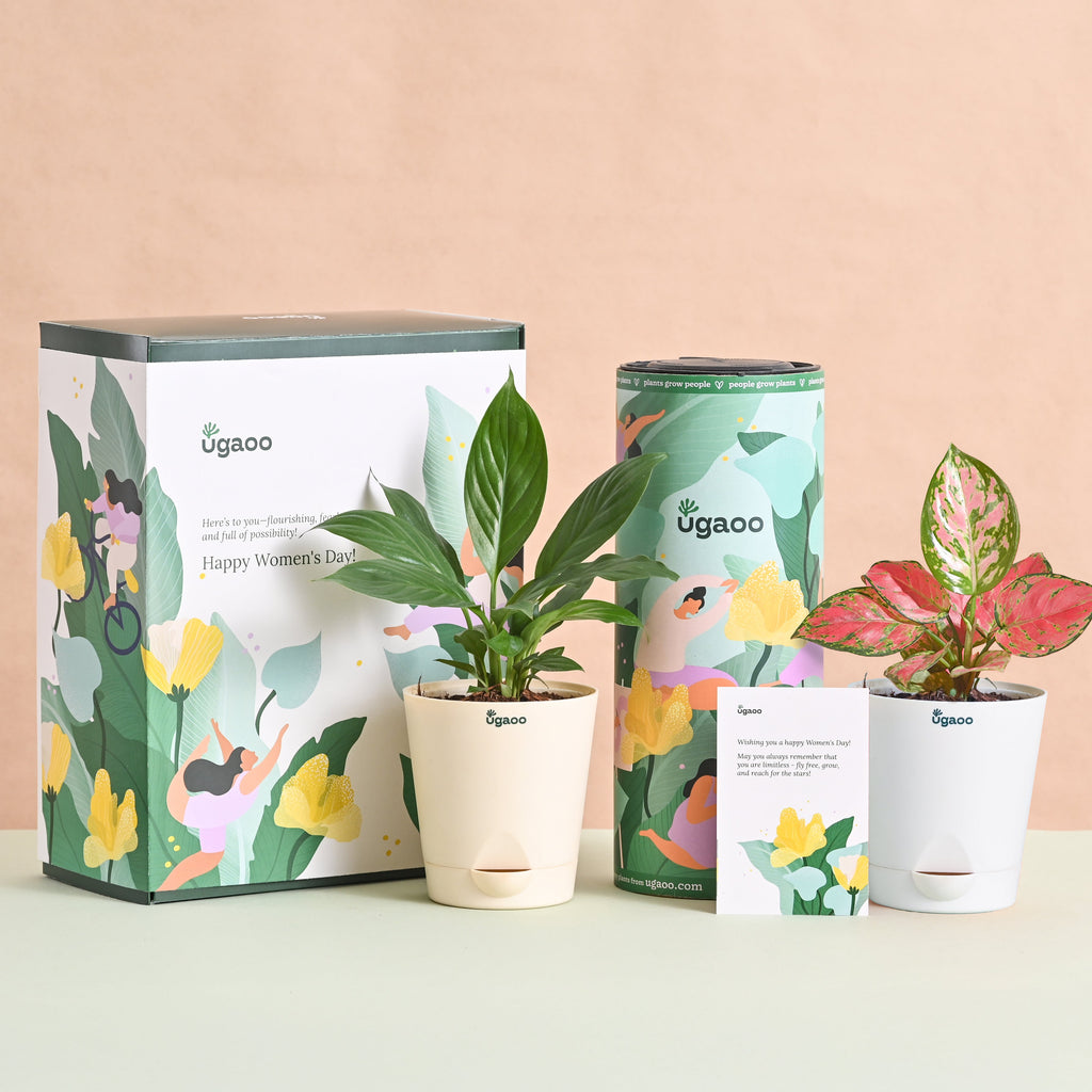 Blush & Bloom Women's Day Plant Bundle