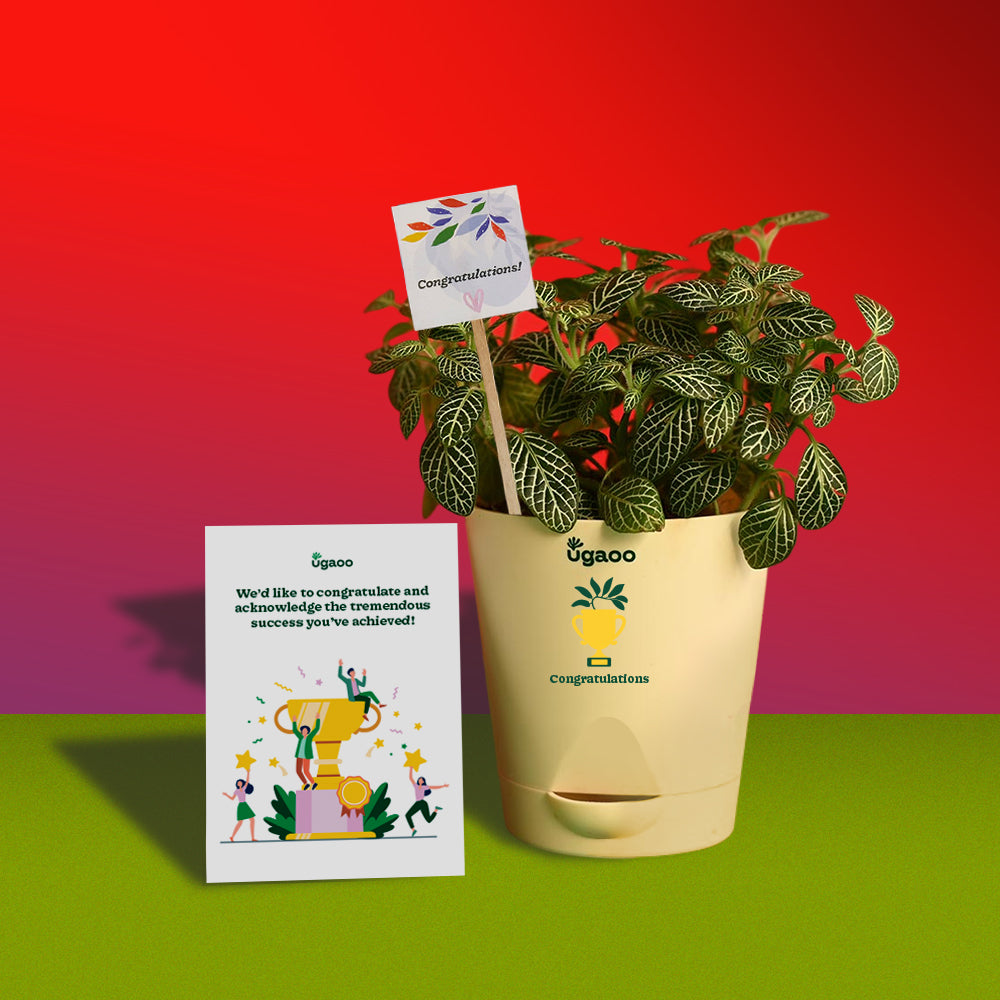 Fittonia Plant with Smoor Choco-Coated Hazelnuts, Butterscotch Barks and Honey & Almond Cookies