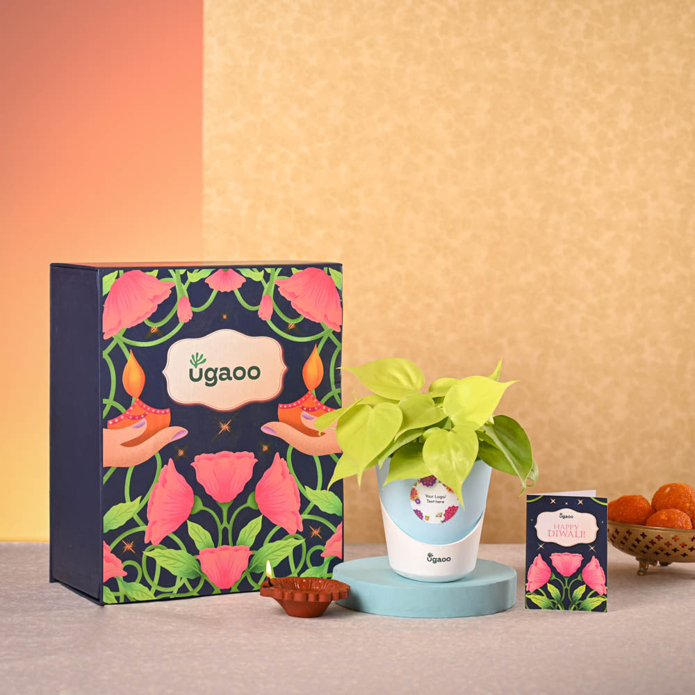 Philodendron Oxycardium Golden Plant & Epiphany Snacks Diwali Gift Hamper