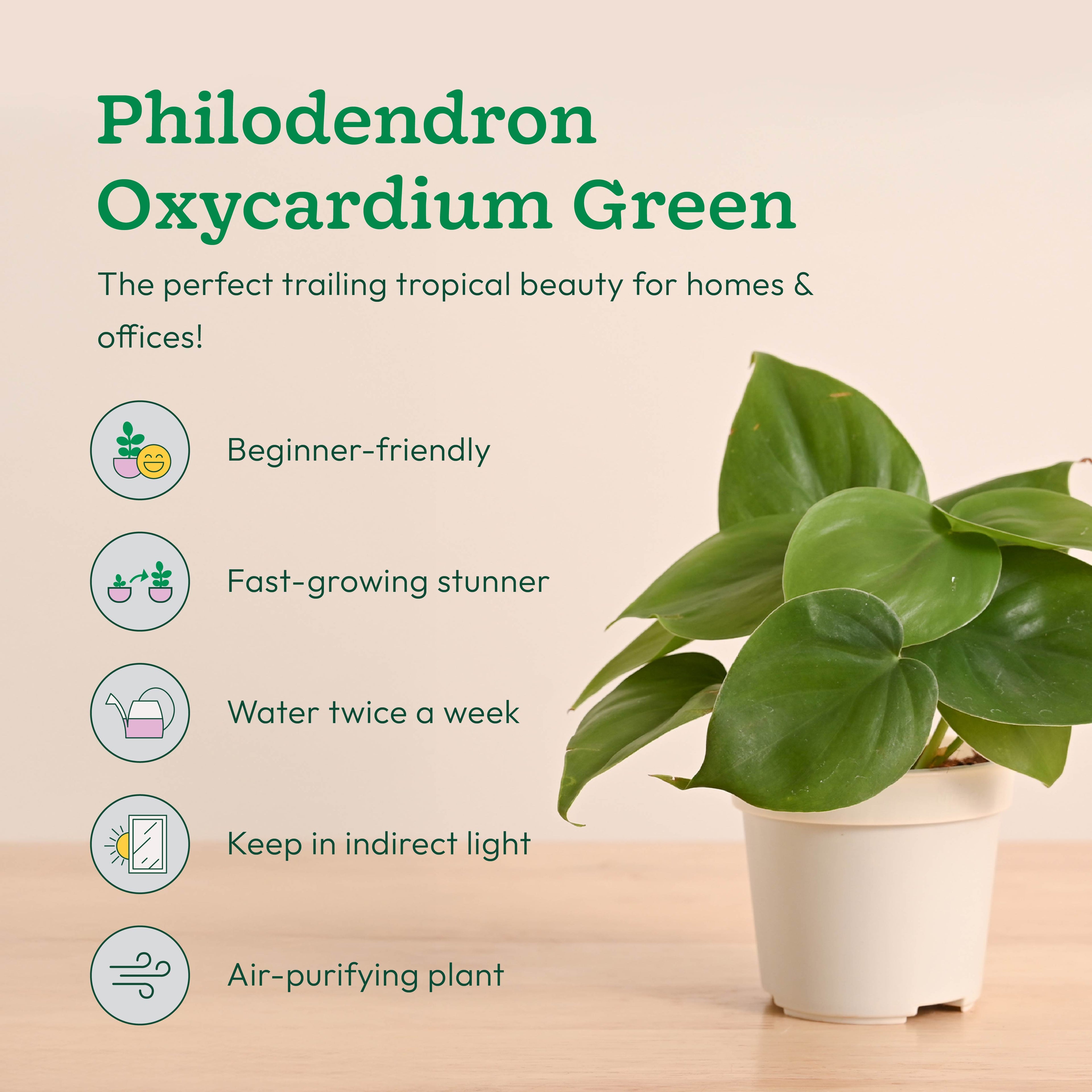 GroPot Combo - Set of 4