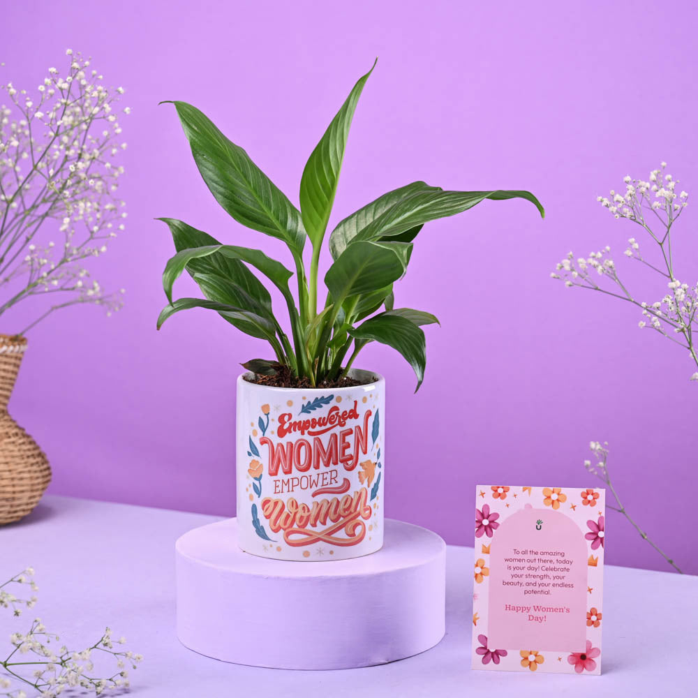 Peace lily in Ceramic Pot Women's Day Gift