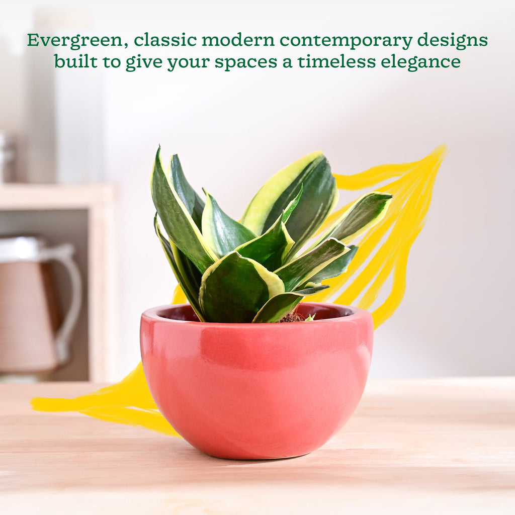 Nature's Hum Fat Ceramic Planter