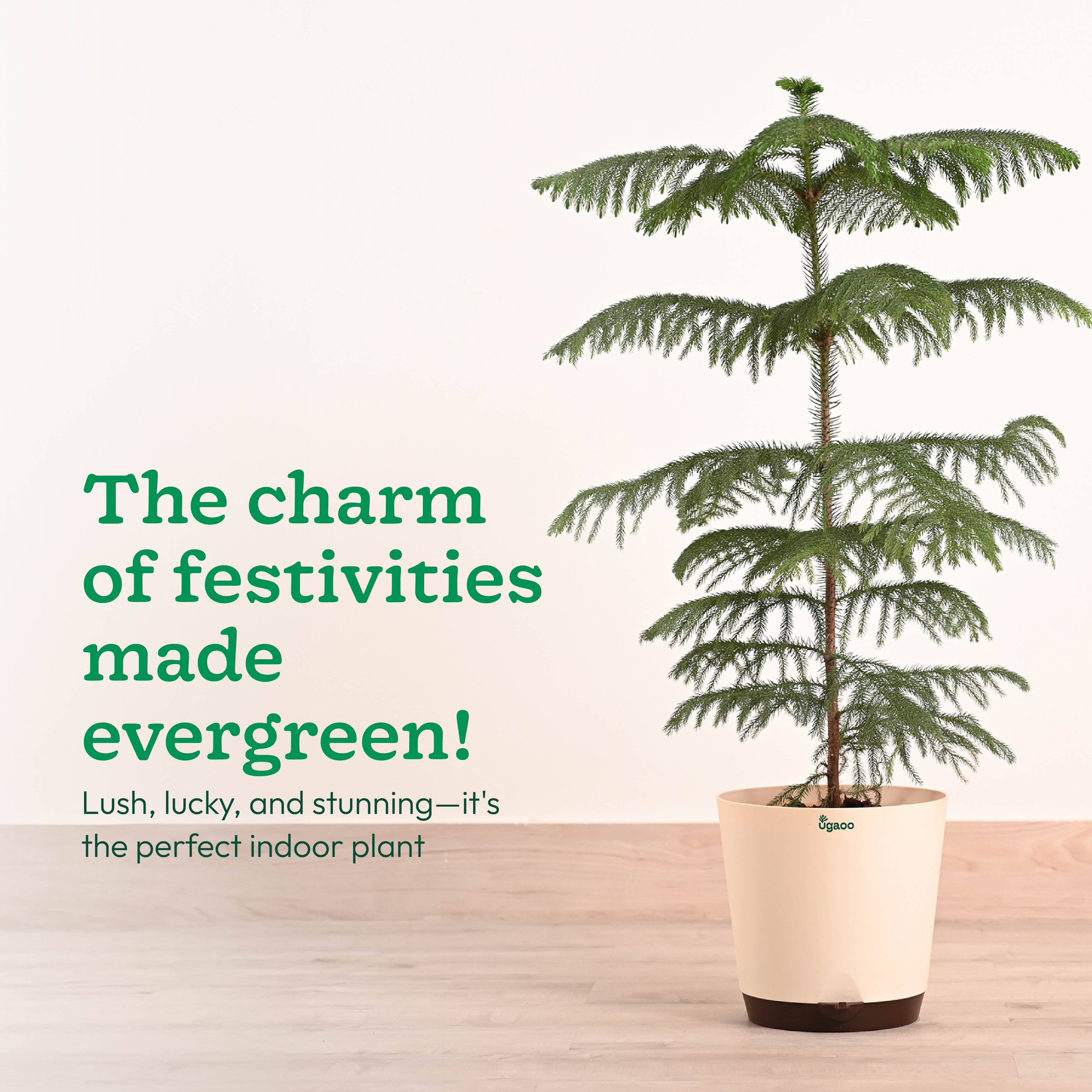 Indian Christmas Tree - XL