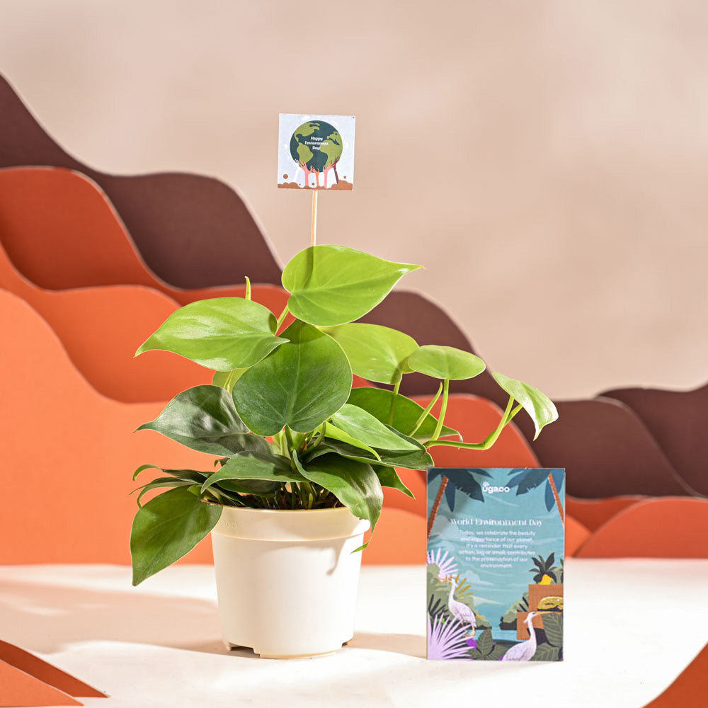 Philodendron Oxycardium Green Plant For Environment Day Gifting