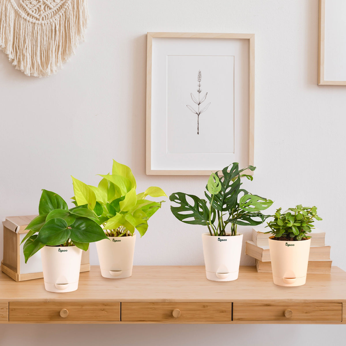Indoor Plants Starter Pack