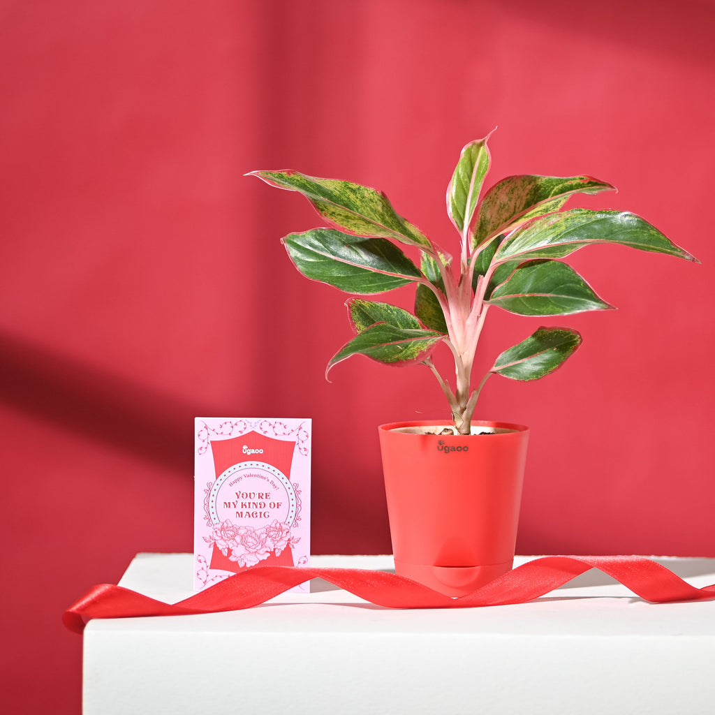 Aglaonema Red with Red Krish Pot