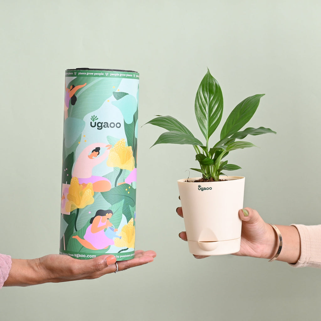 Peace Lily Plant Gift for Women's Day