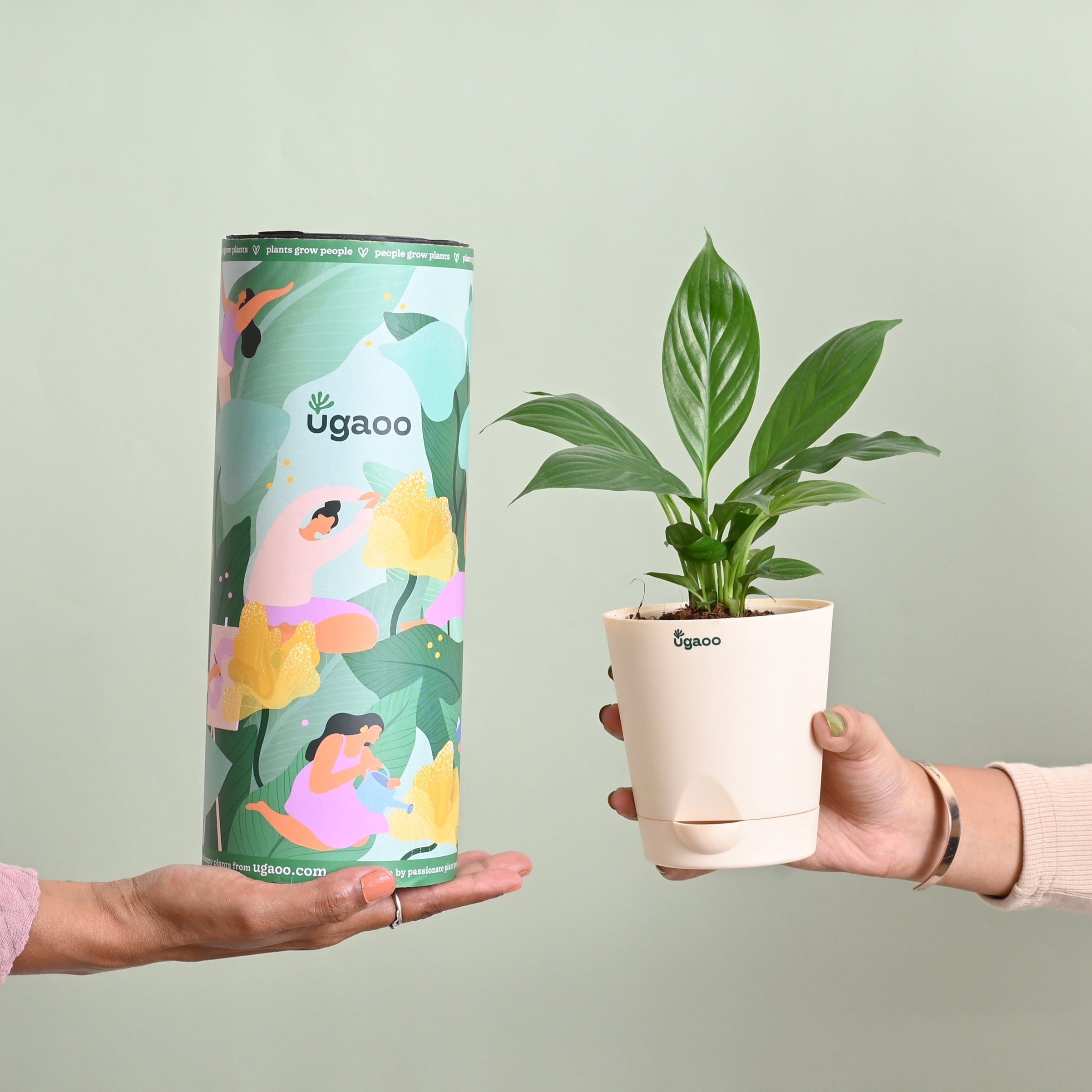 Peace Lily Plant Gift for Women's Day