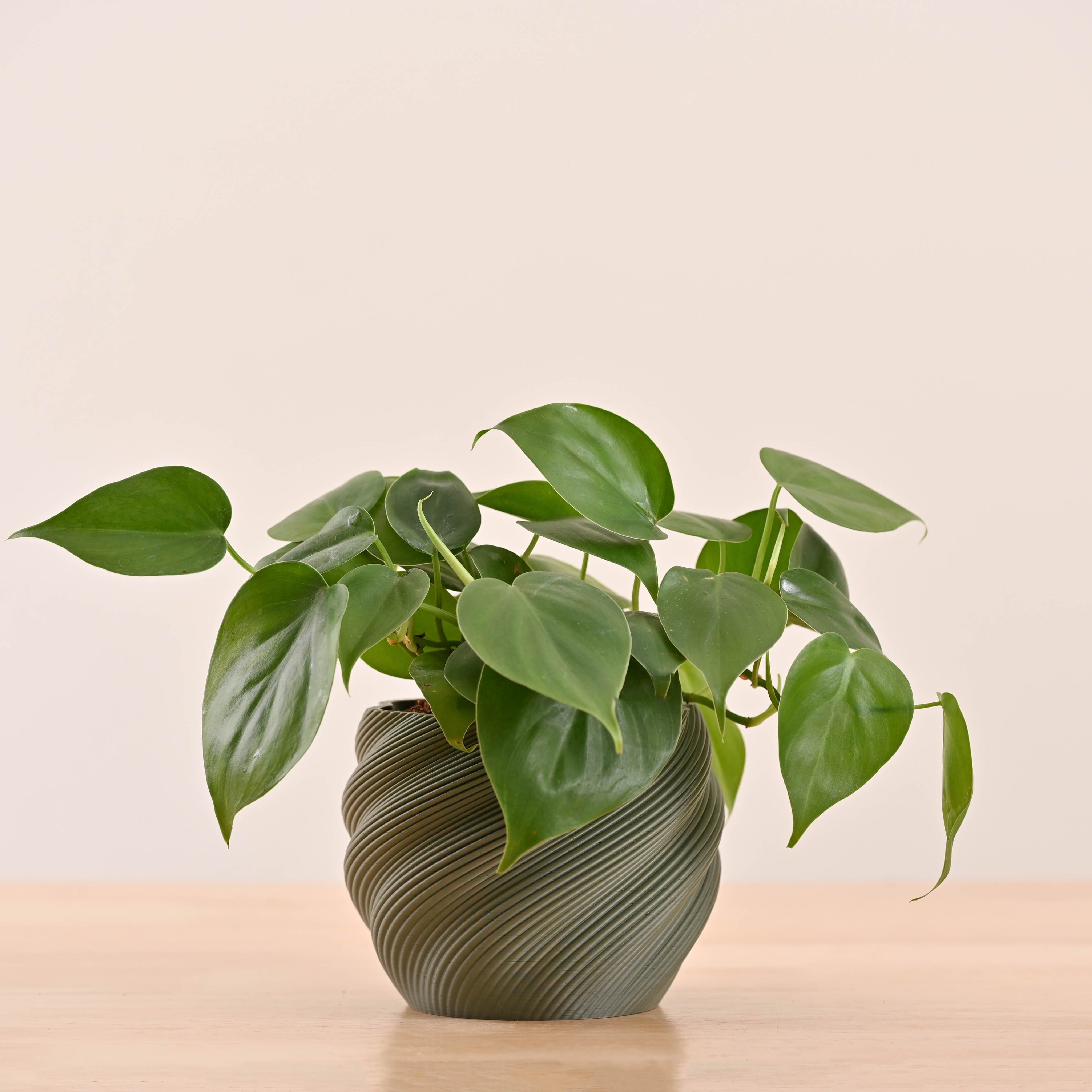 Imperia Planter