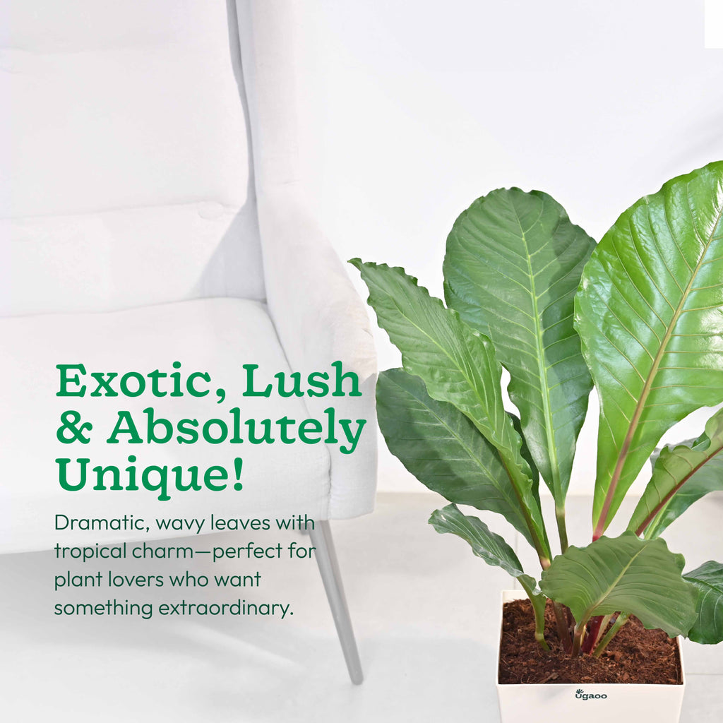 Anthurium Hookeri - XL