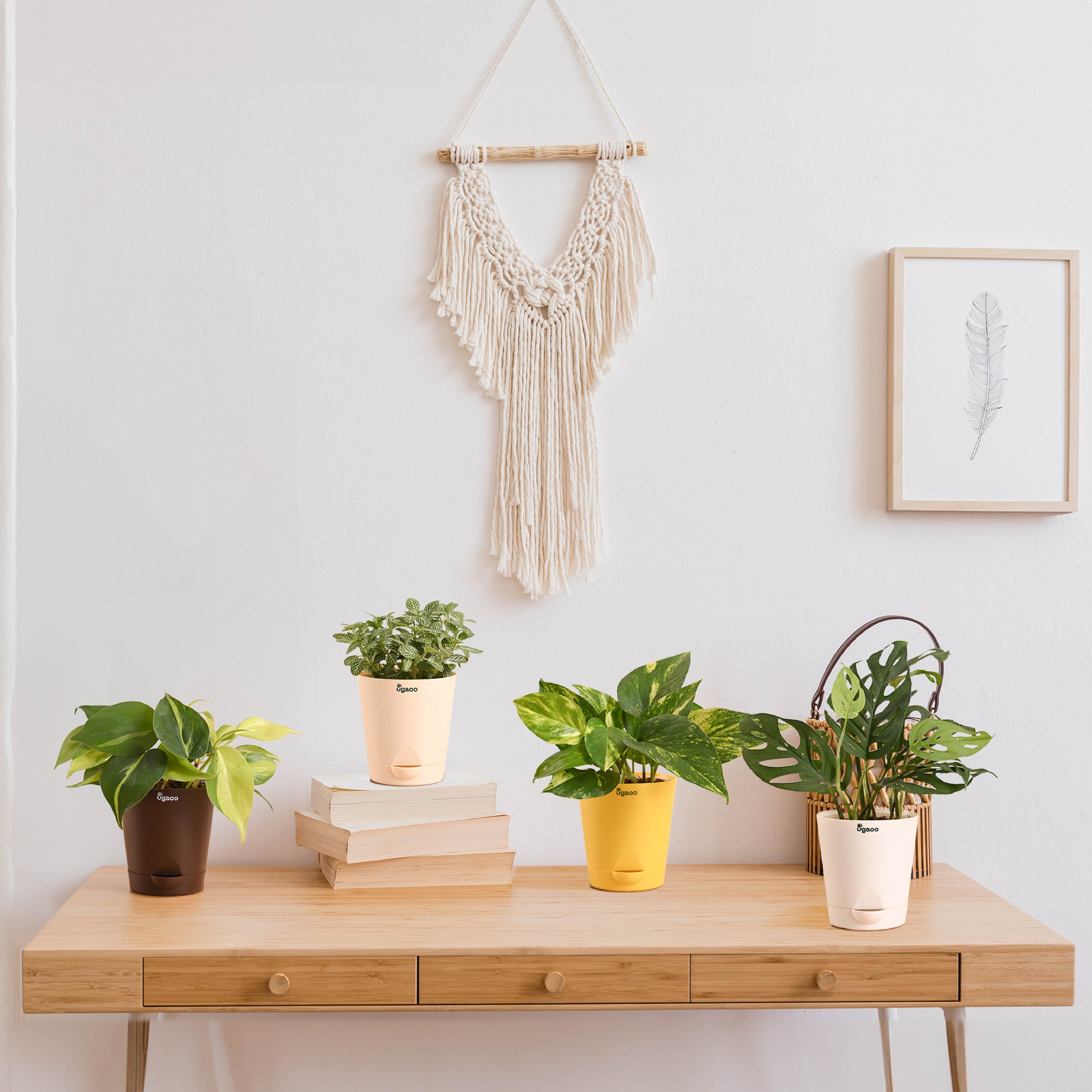 Green Decor Plants Bundle