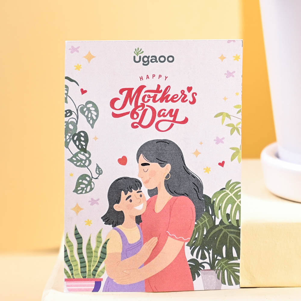 Philodendron Oxycardium Green Plant For Mother's Day Gifting