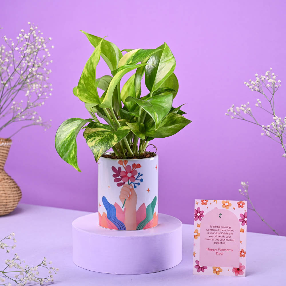 Money Plant Variegated in Ceramic Pot Women's Day Gift