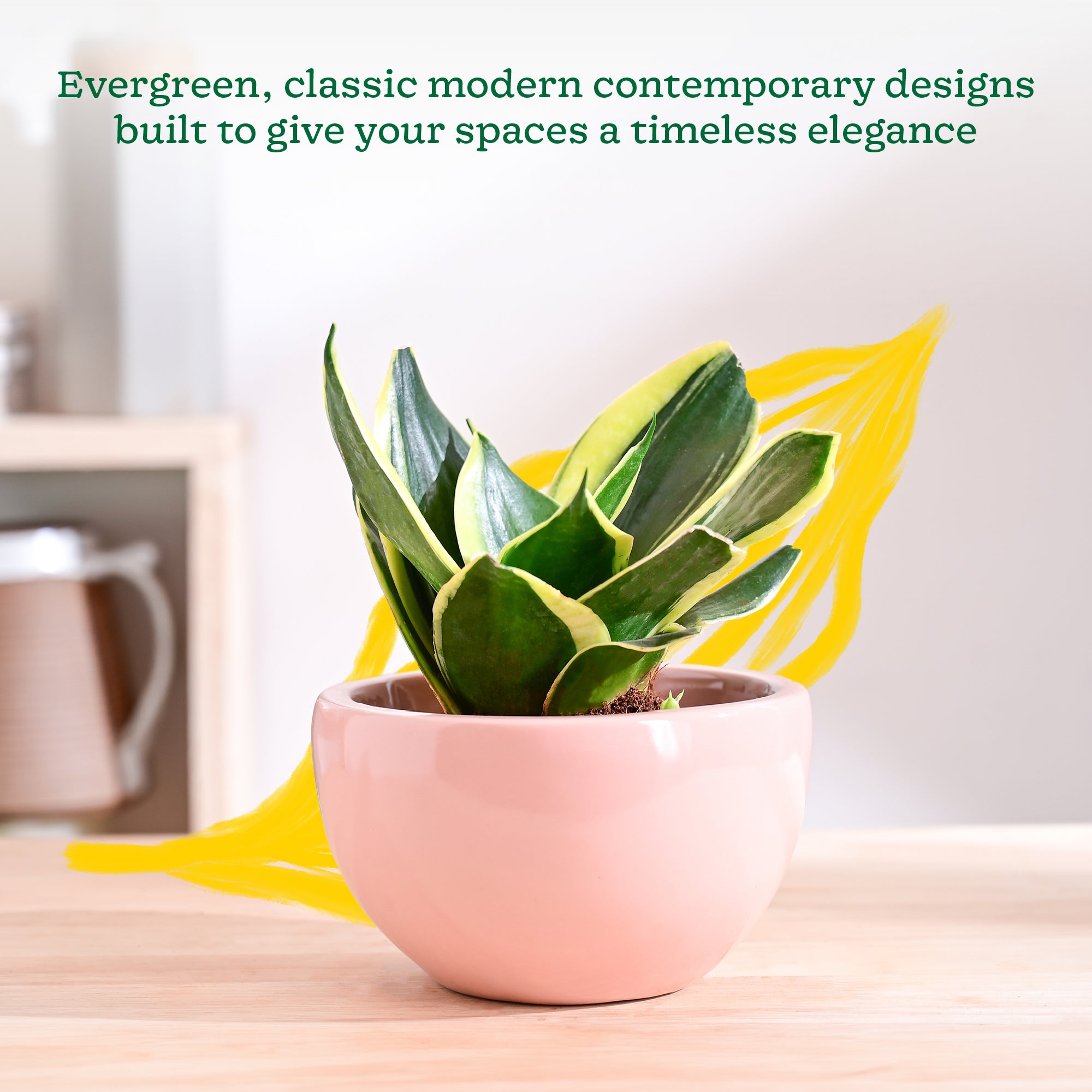 Nature's Hum Fat Ceramic Planter