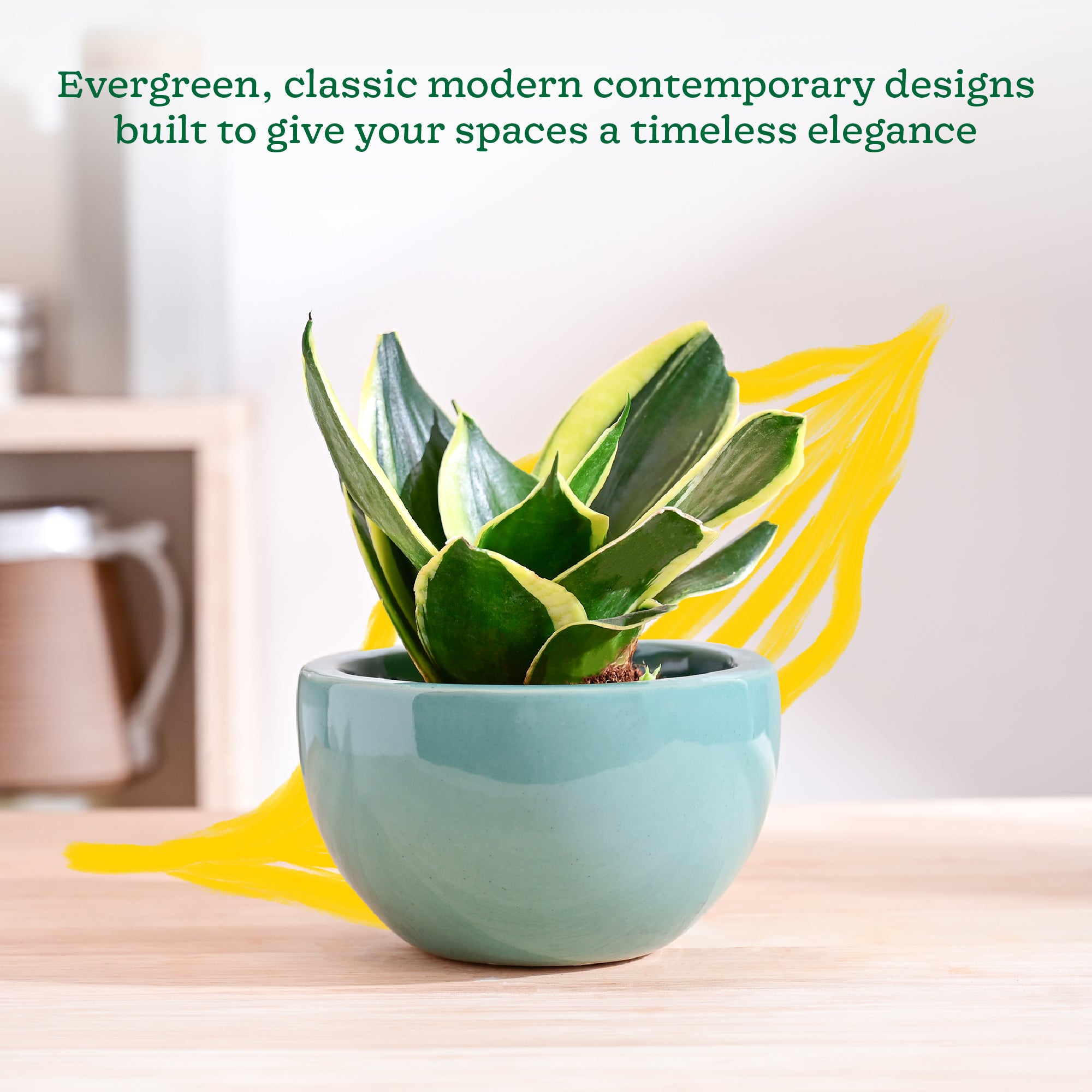 Nature's Hum Fat Ceramic Planter