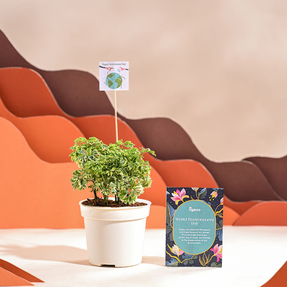 Aralia Variegated Mini Plant For Environment Day Gifting