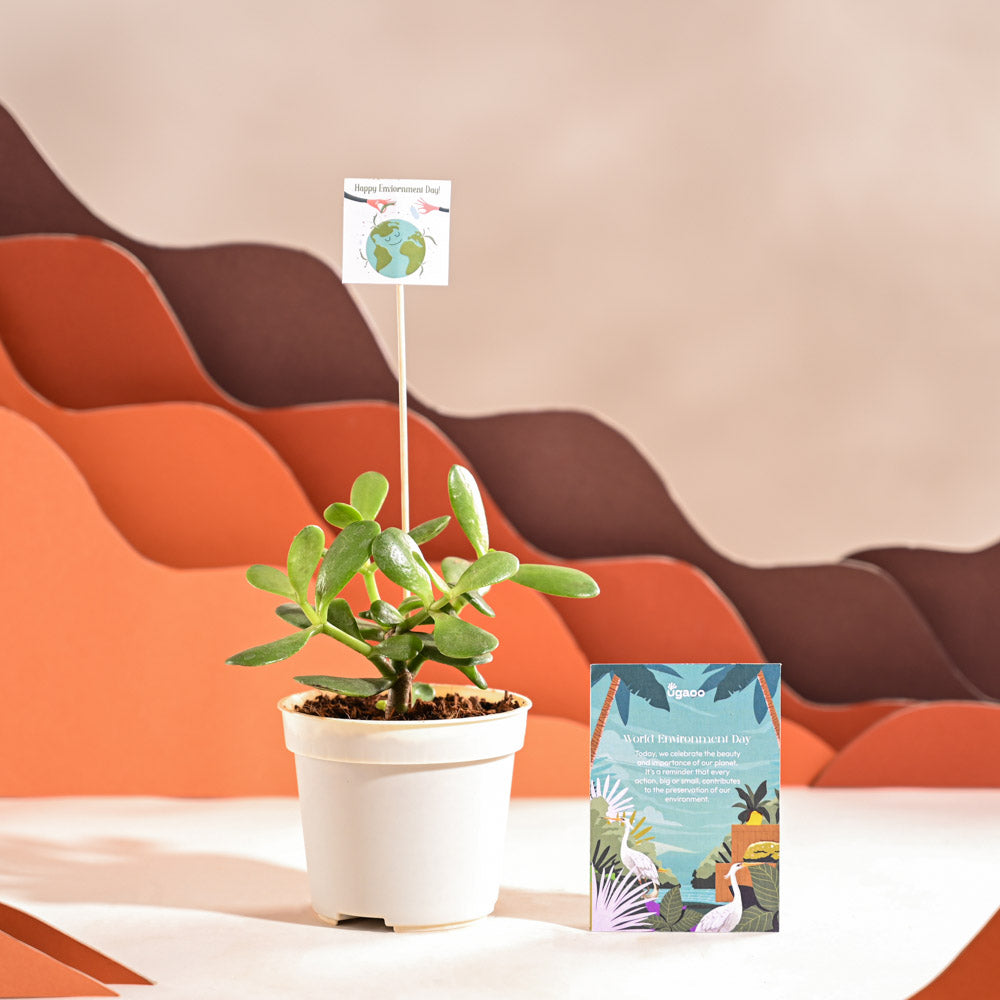 Crassula Ovata Plant For Environment Day Gifting