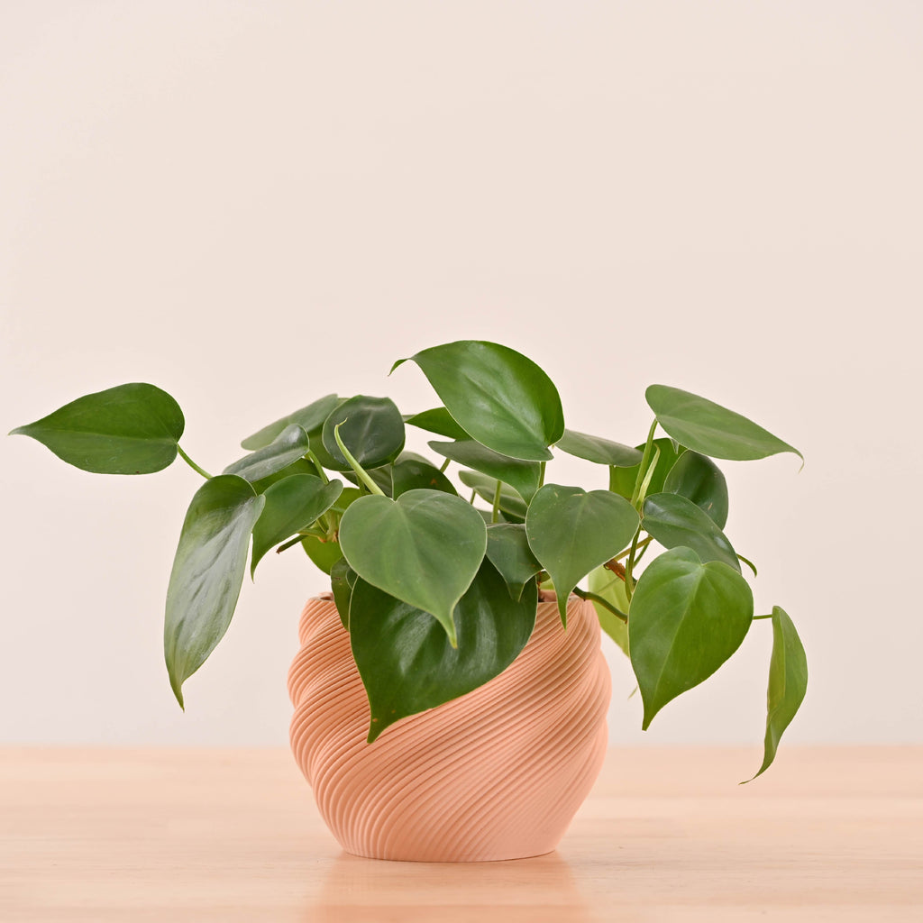 Imperia Planter