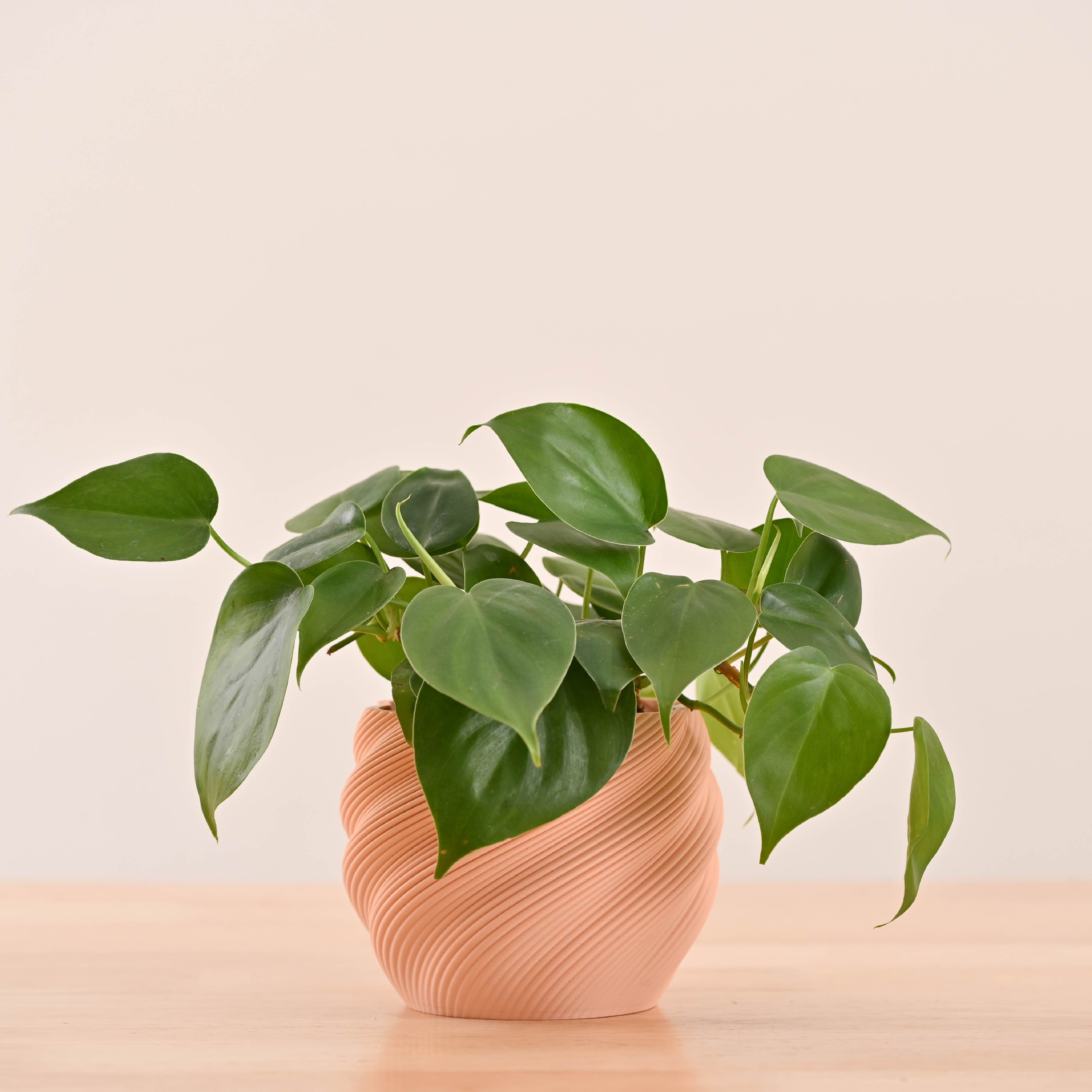 Imperia Planter