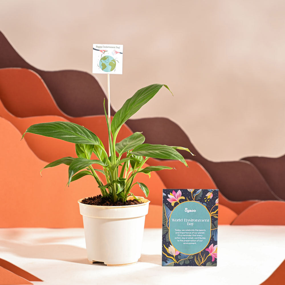 Peace Lily For Environment Day Gifting