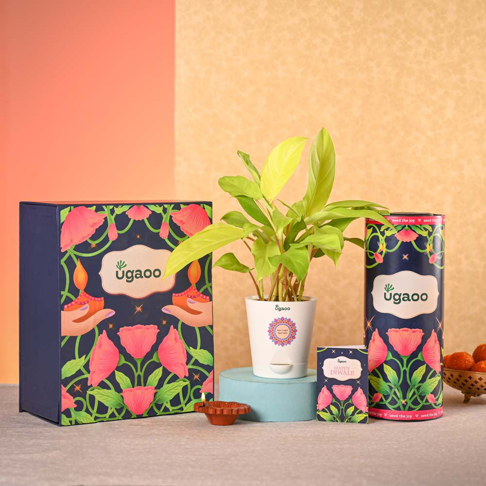 Philodendron Ceylon & Smoor Gift Hamper