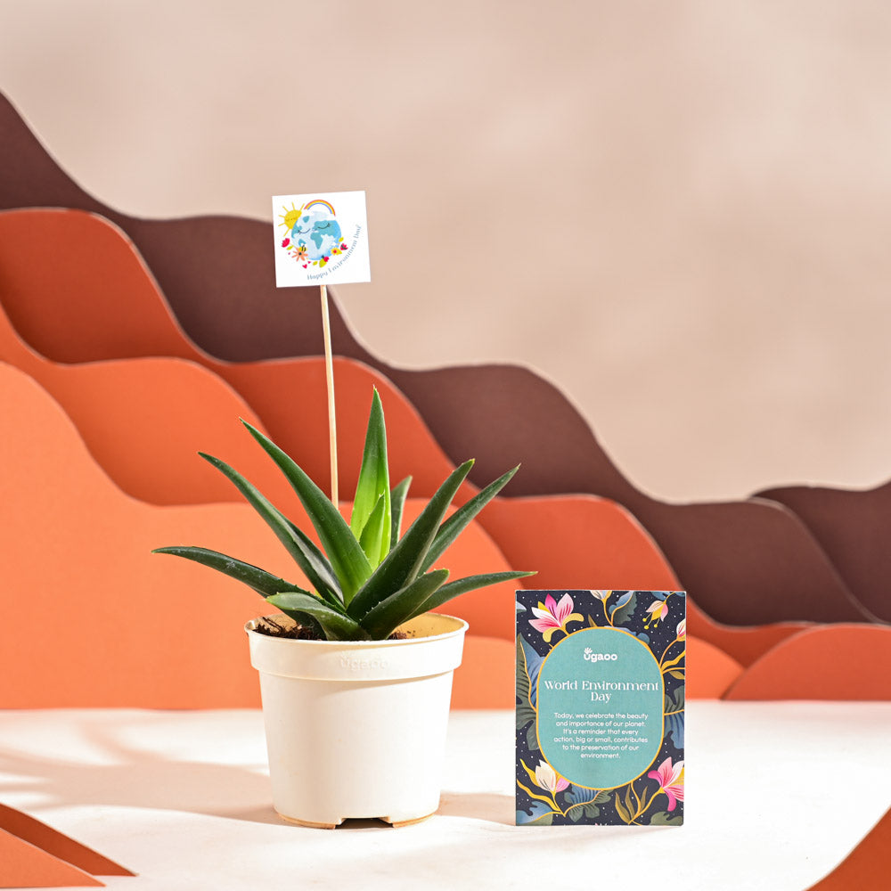 Aloe Vera Green Mini Plant For Environment Day Gifting