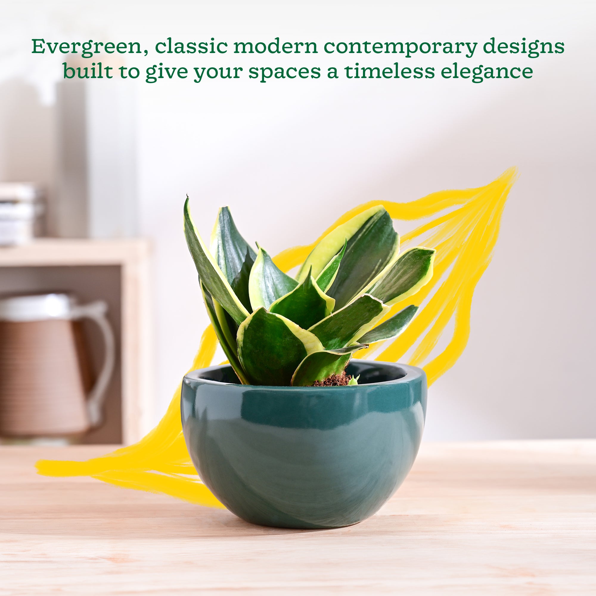 Nature's Hum Fat Ceramic Planter