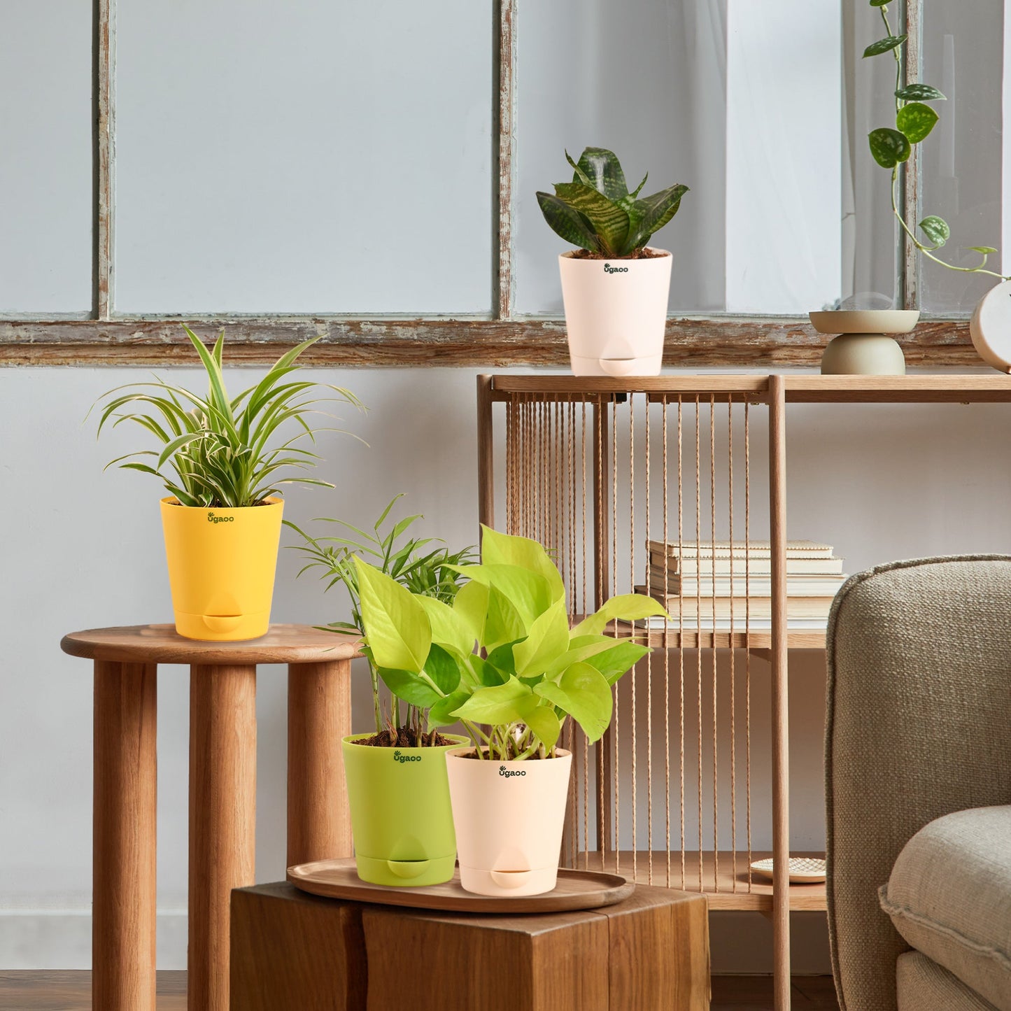 Breathe Easy Air Purifying Plants Bundle