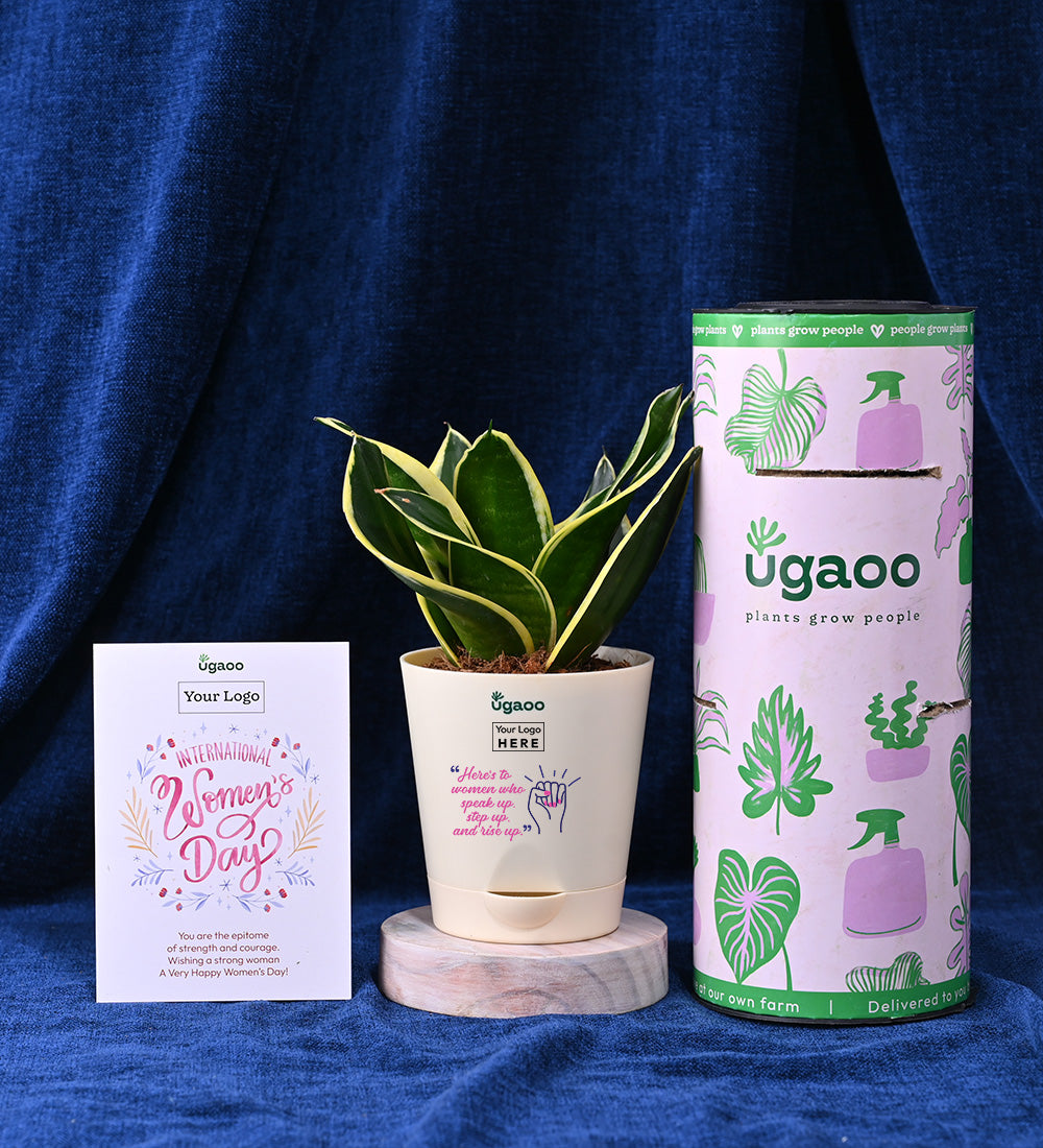 Set of Two Plants For Women's Day - Hamper 3