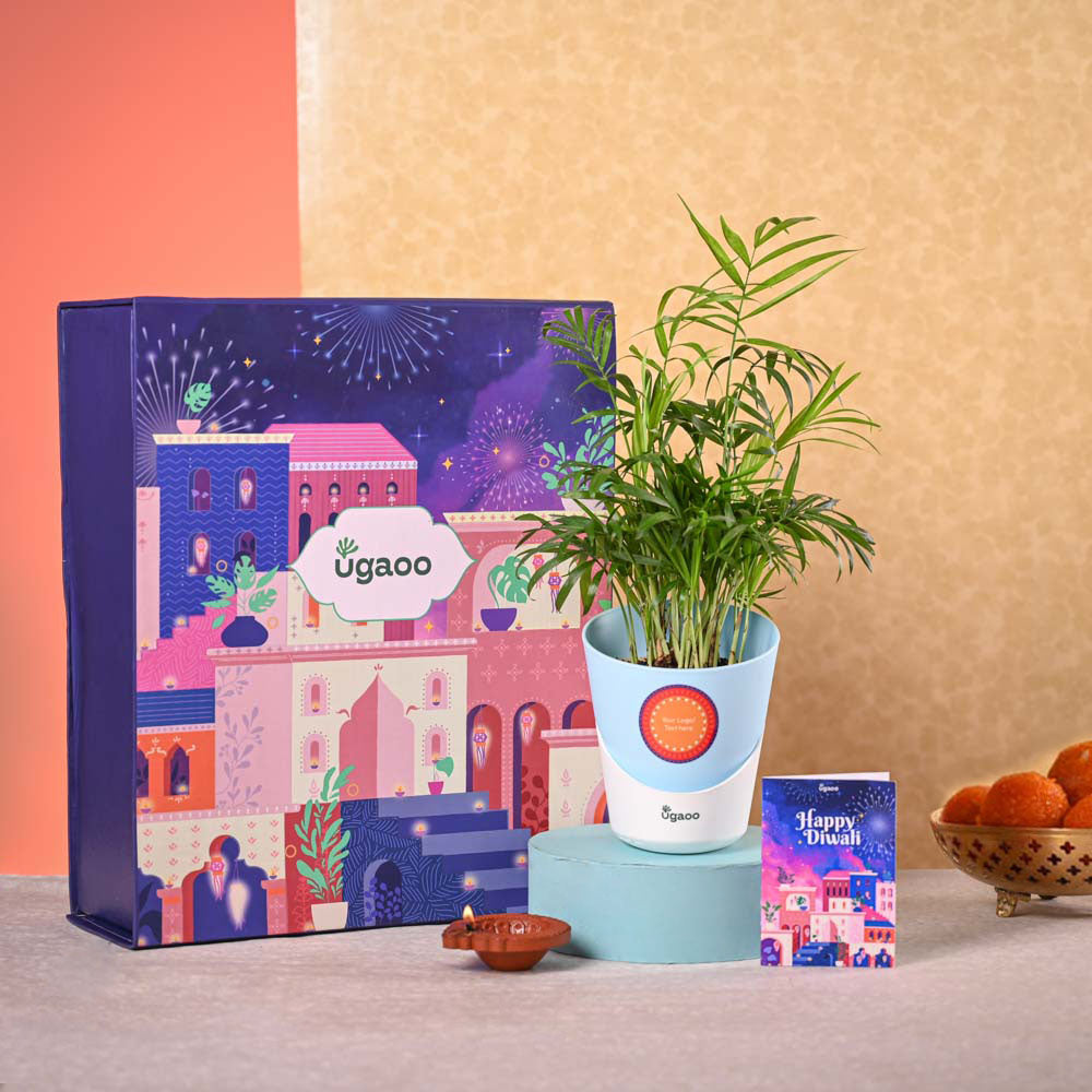 Bamboo Palm Plant & Phool Diwali Gift Hamper