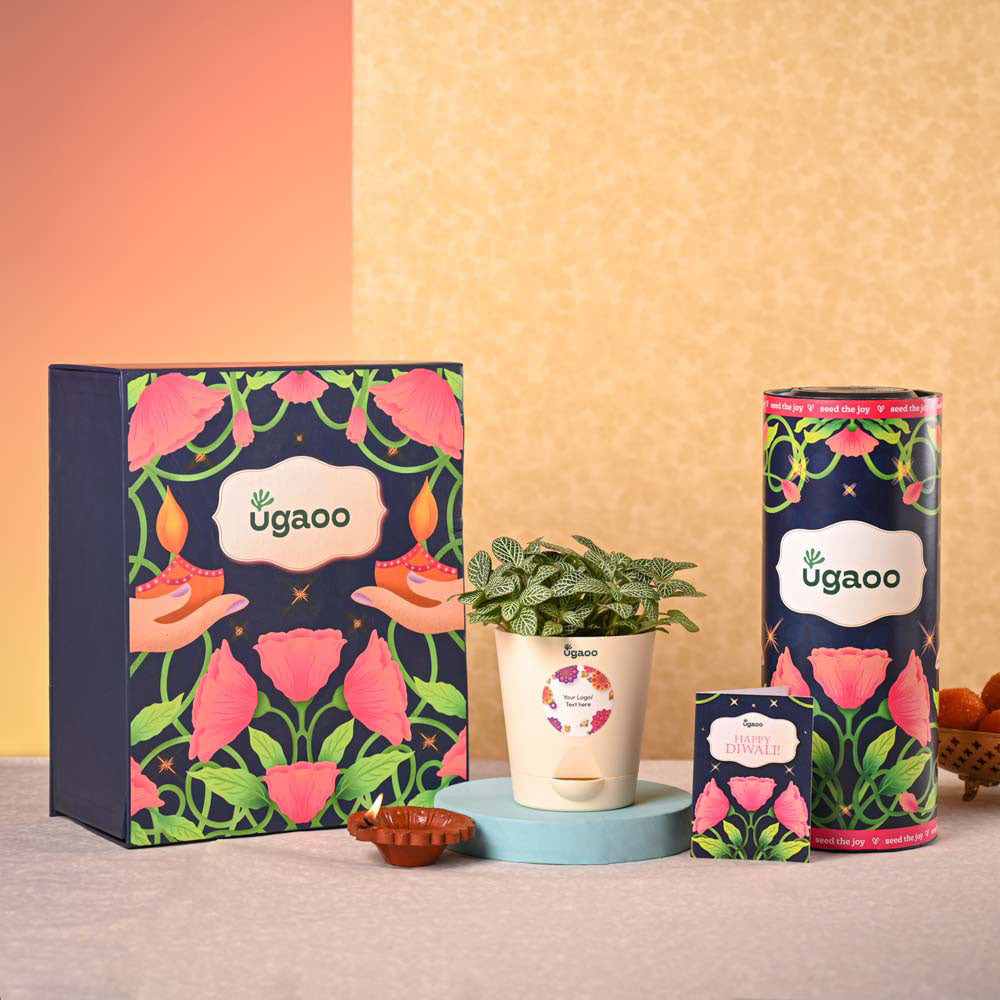Fittonia Green Plant & Smoor Diwali Gift Hamper