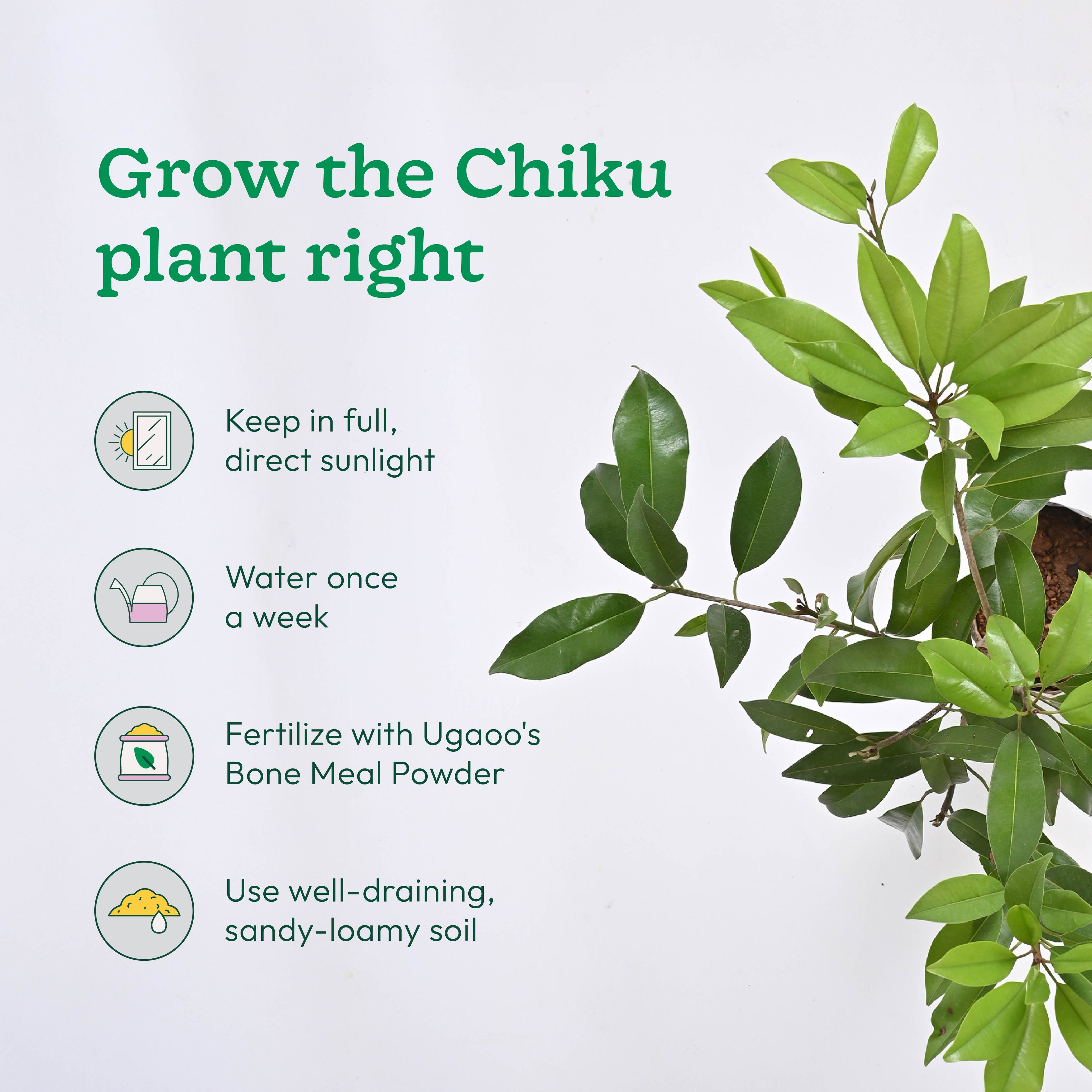 Chiku and Pomegranate Fruit Plant Combo