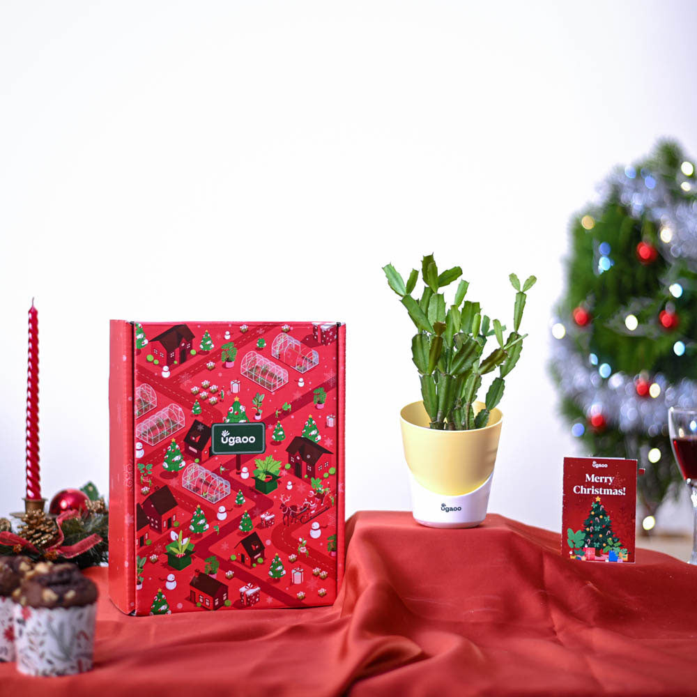 Christmas Cactus Plant Christmas Gift Hamper