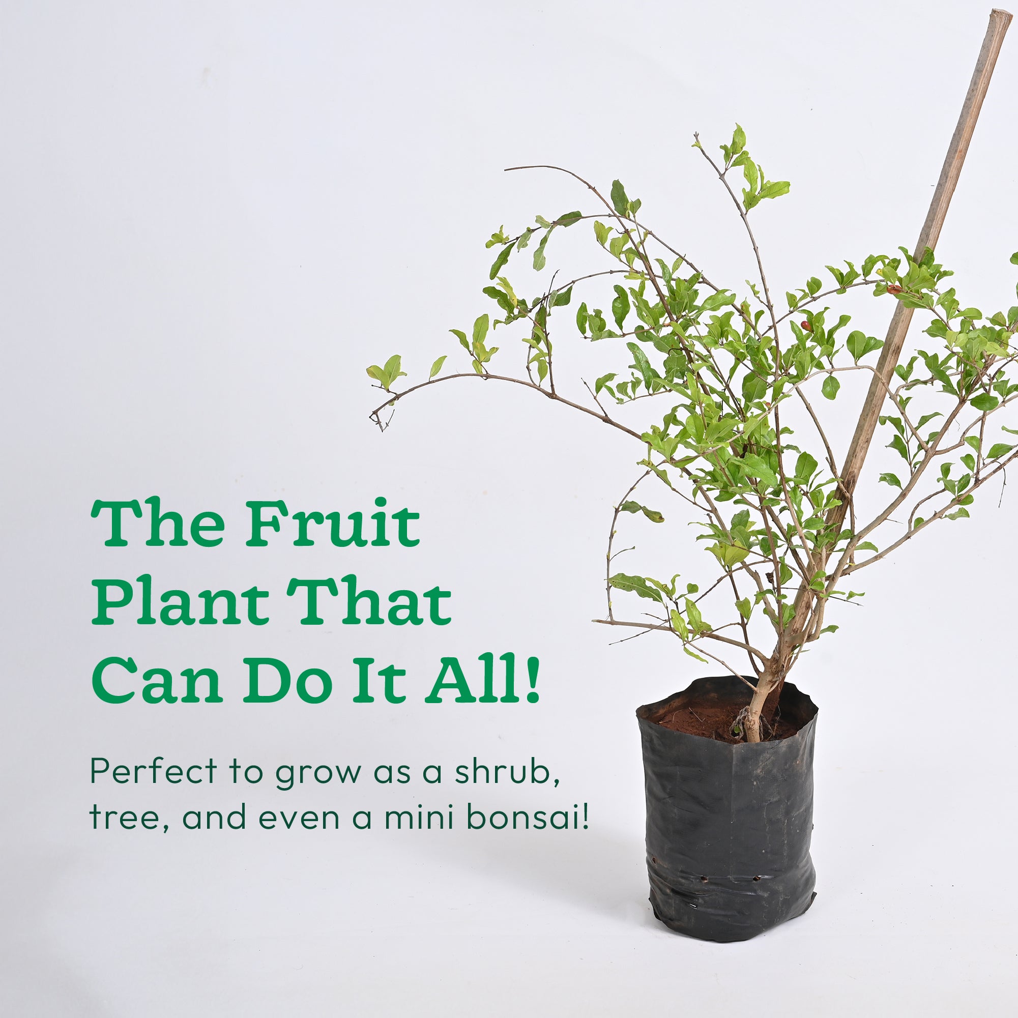 Pomegranate Plant