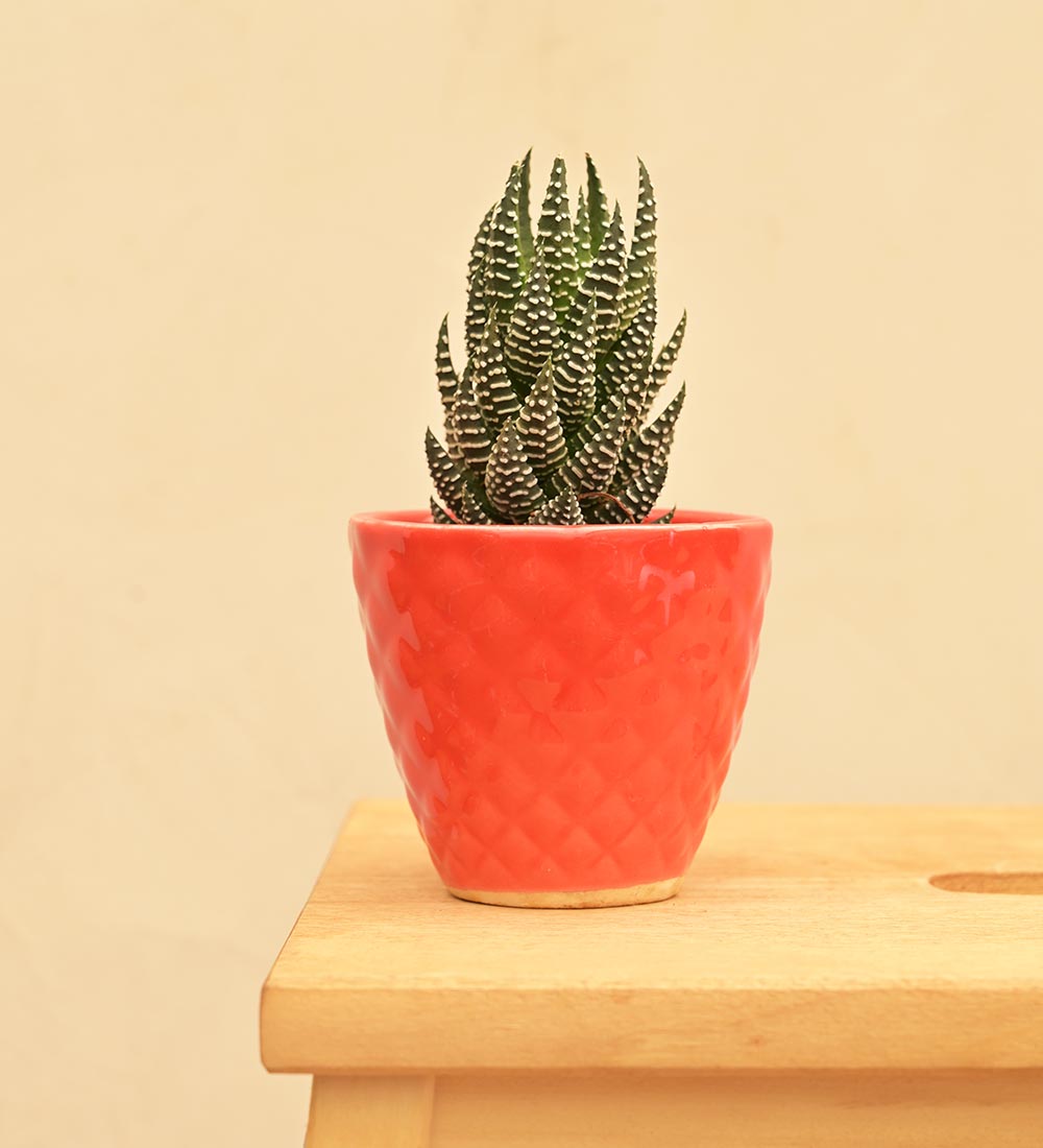 Firecracker Ceramic Planter