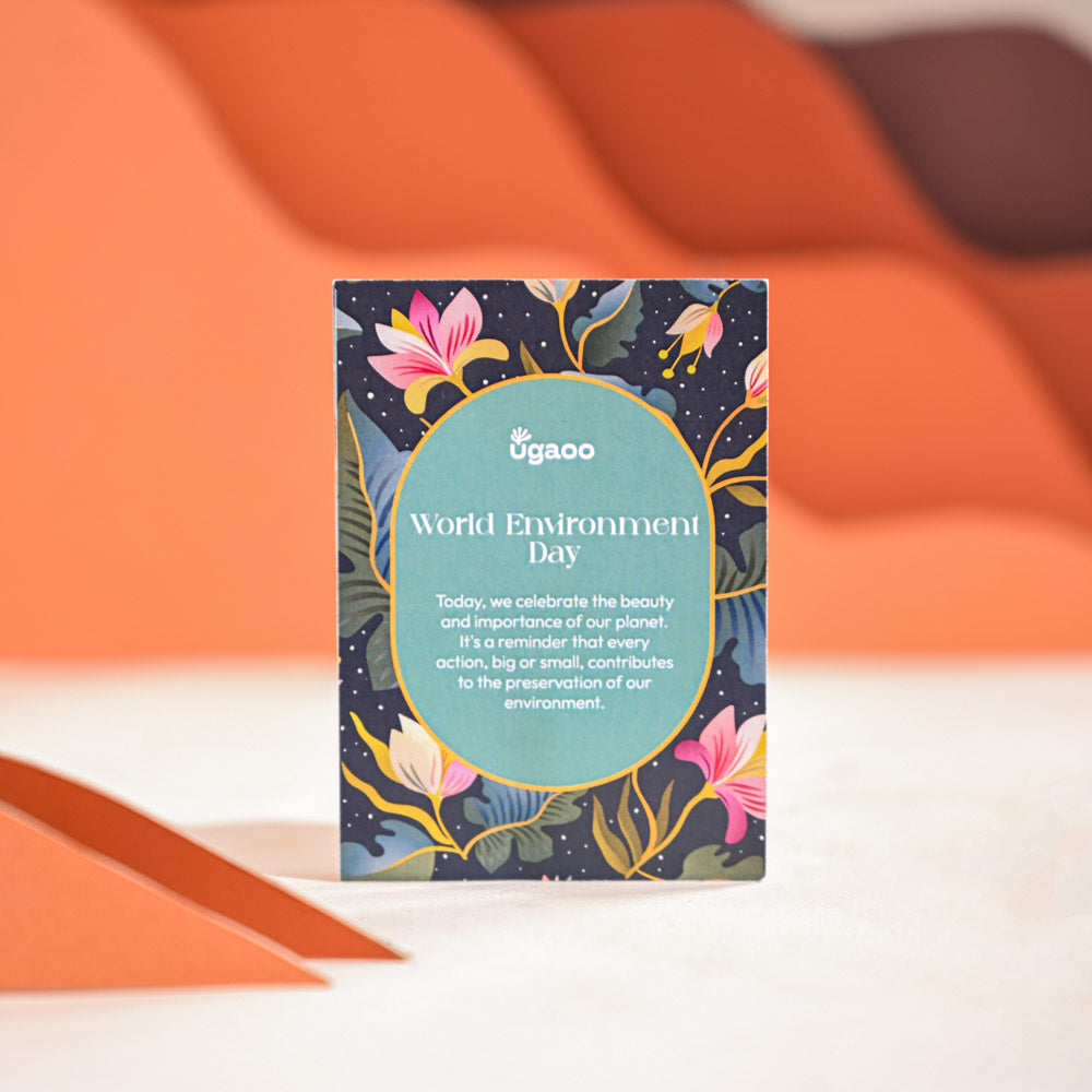 Aralia Variegated Mini Plant For Environment Day Gifting