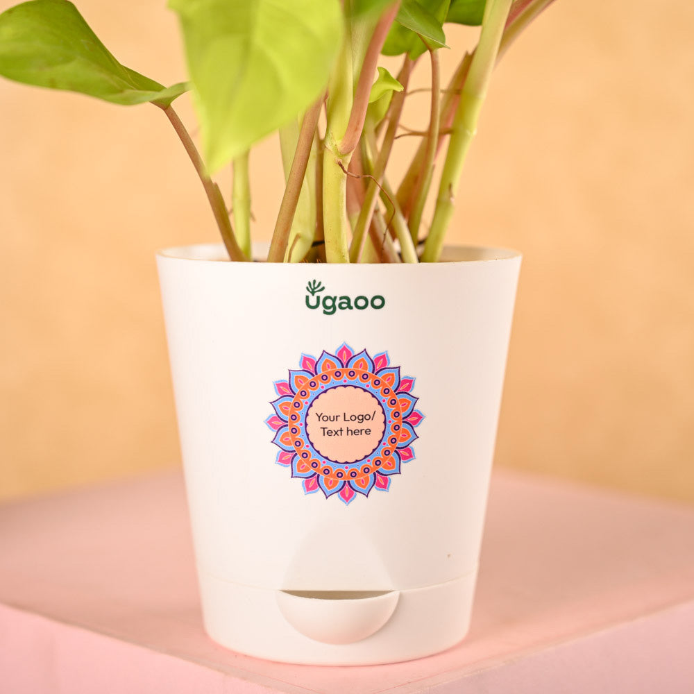 Philodendron Ceylon & Smoor Gift Hamper