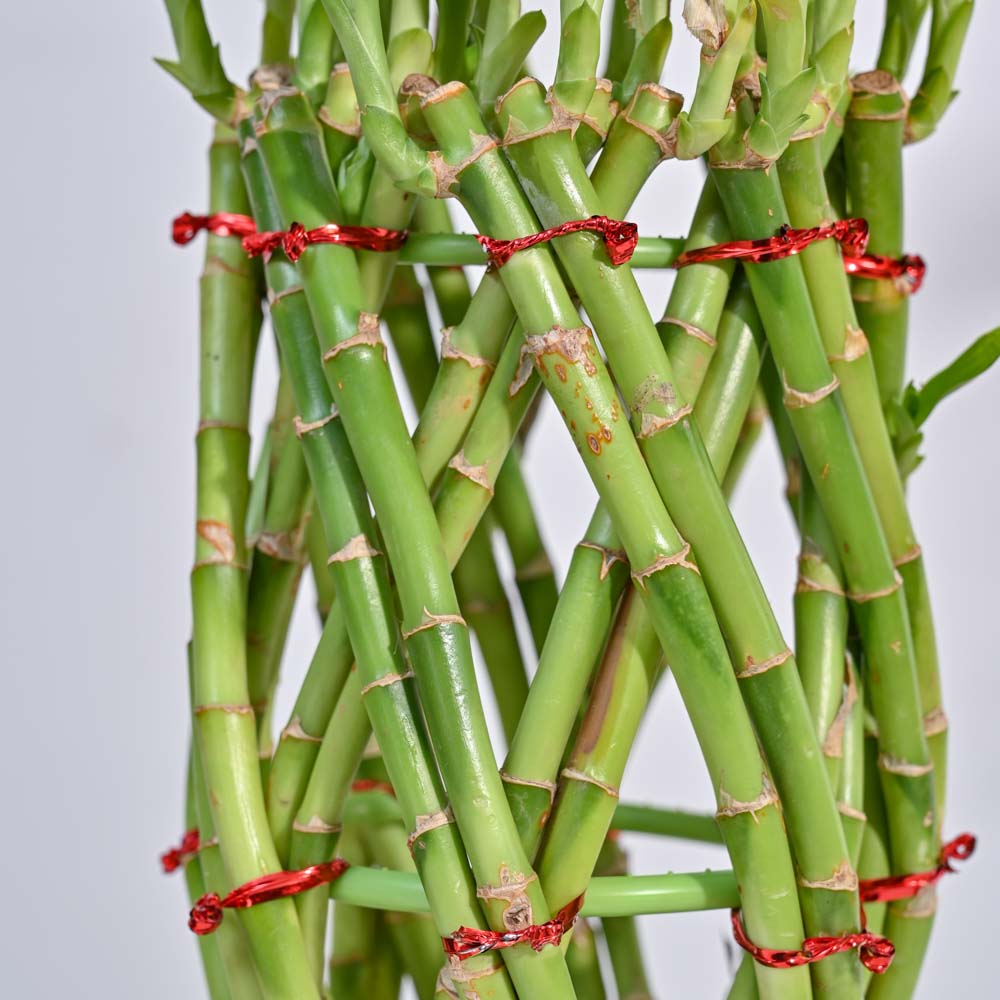 Pineapple Lucky Bamboo Plant